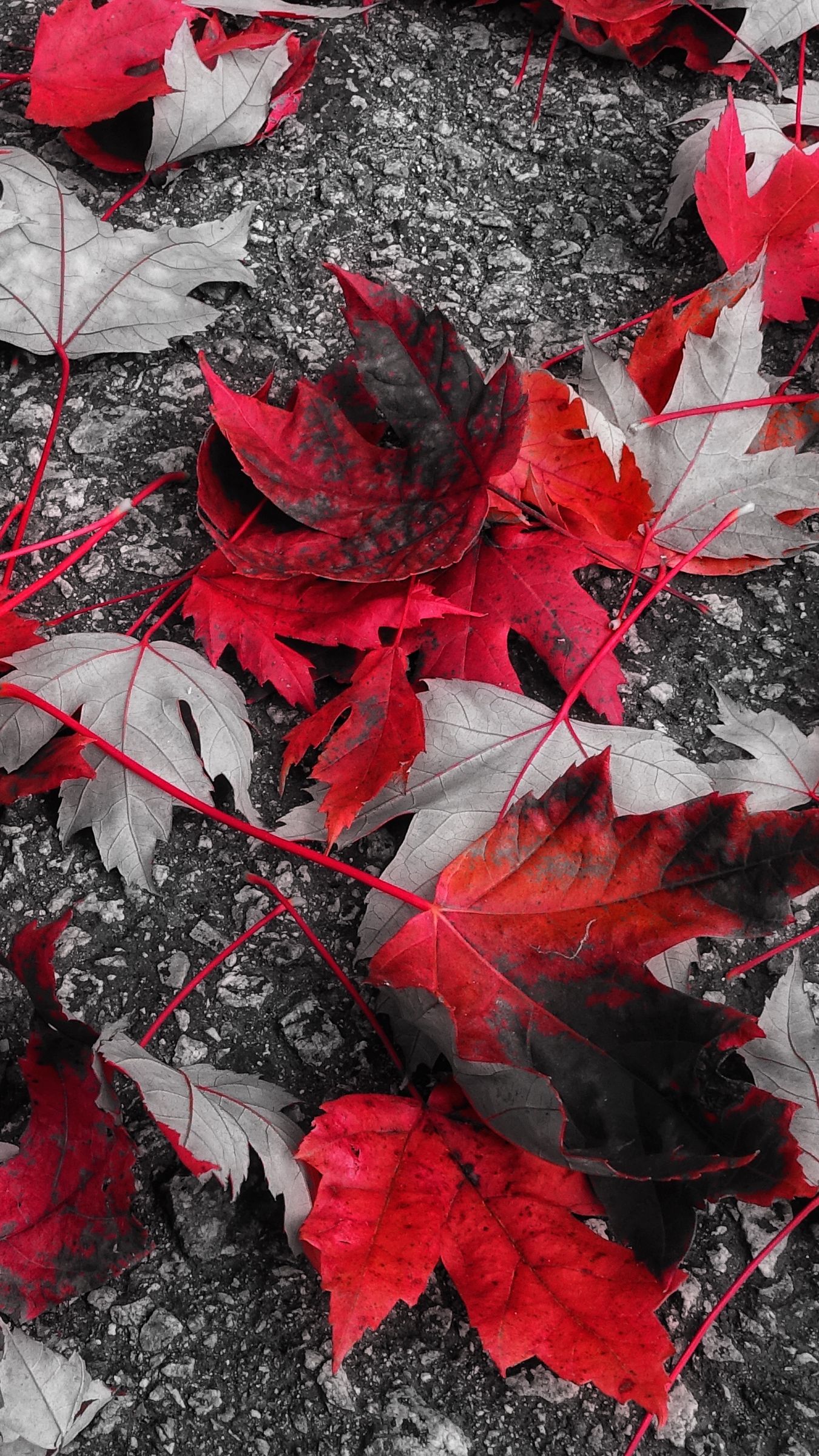Foglie d'acero rosse autunnali, 1350x2400 Full HD Verticale, Smartphone
