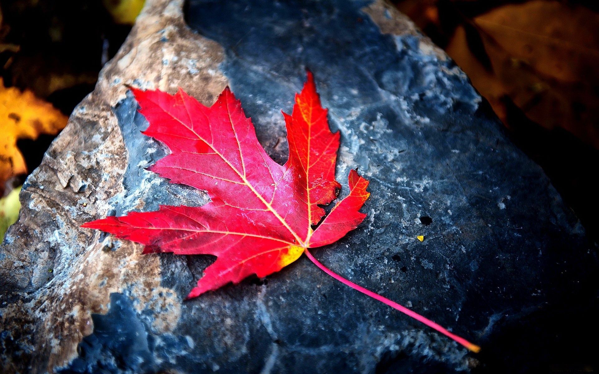 Foglia d'acero rossa su roccia, 1920x1200 Full HD+, PC