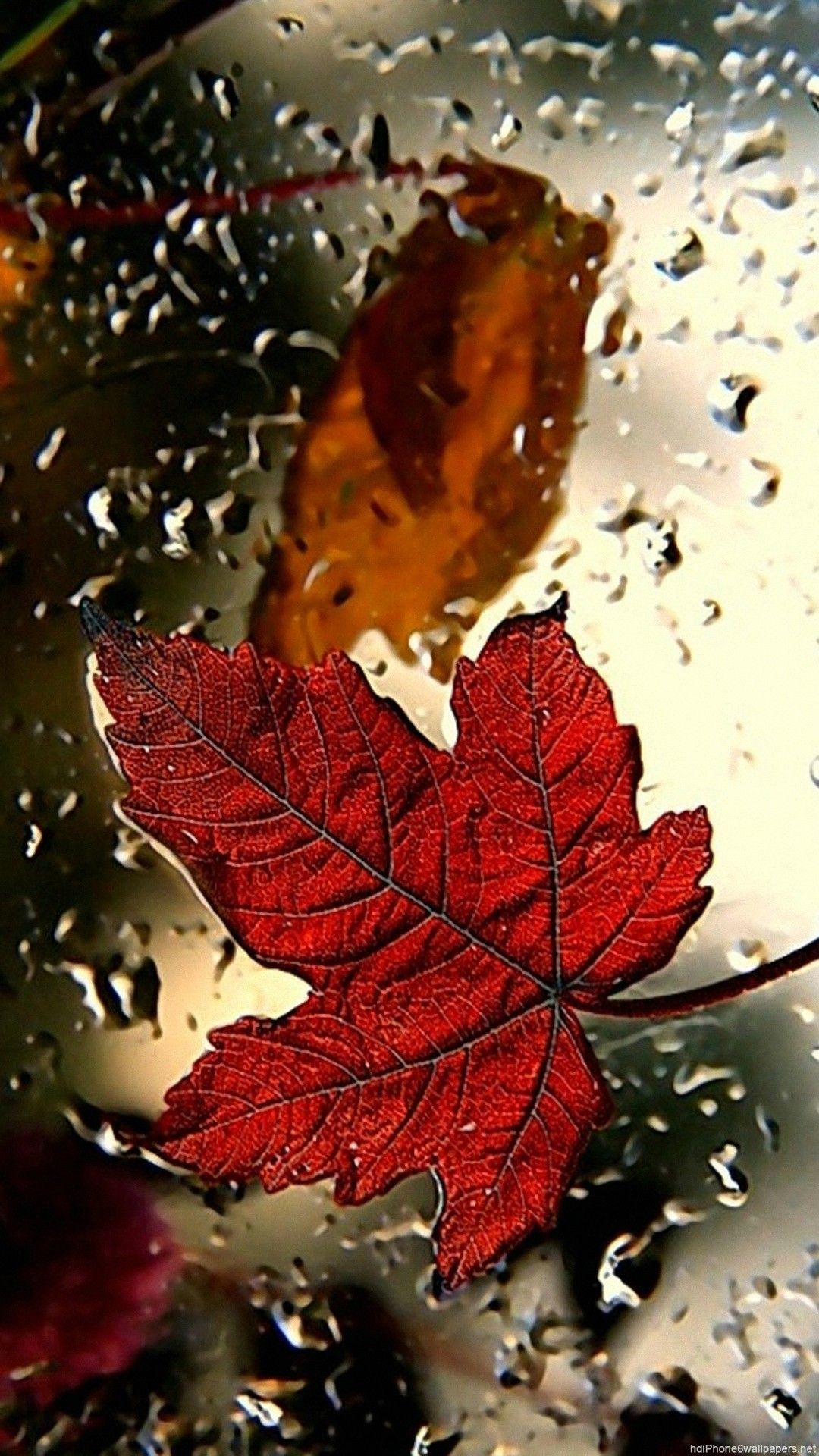Foglia d'acero rossa bagnata, 1080x1920 Verticale, Mobile