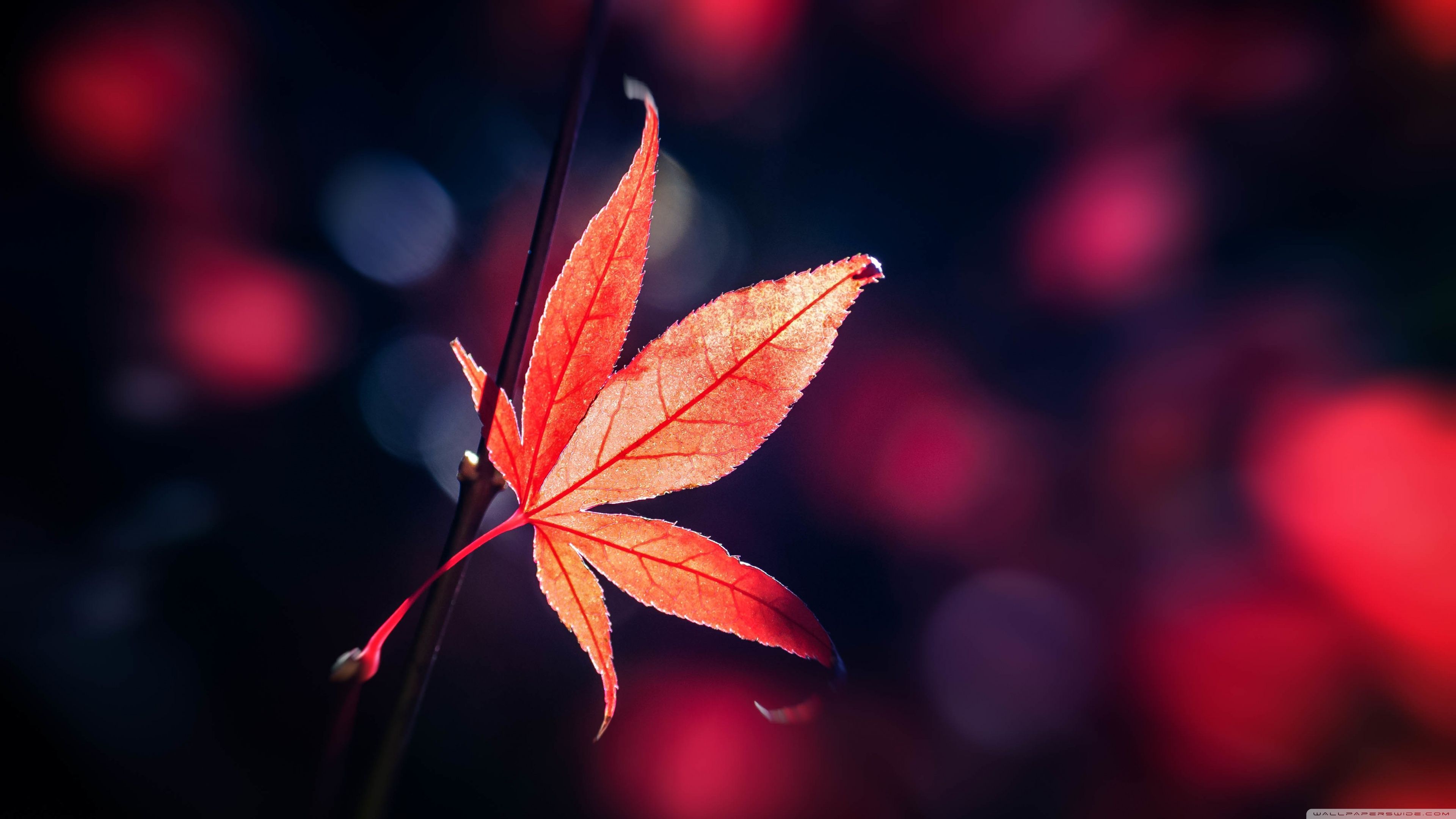 Foglia d'acero rossa autunnale, 3840x2160 UHD, PC 4K