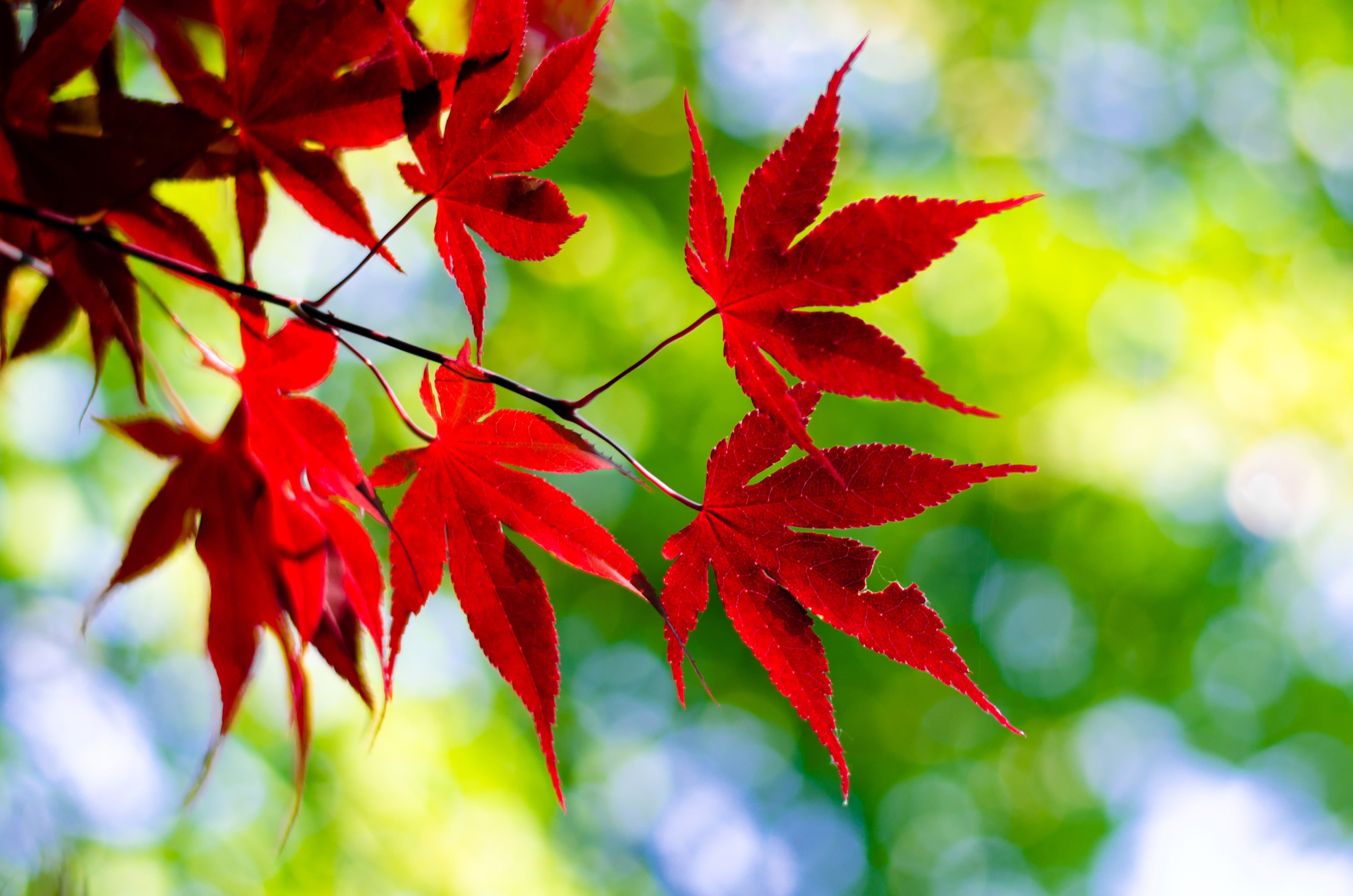 Foglie d'acero rosse ramo, 4044x2678 Ultra HD, 4K TV