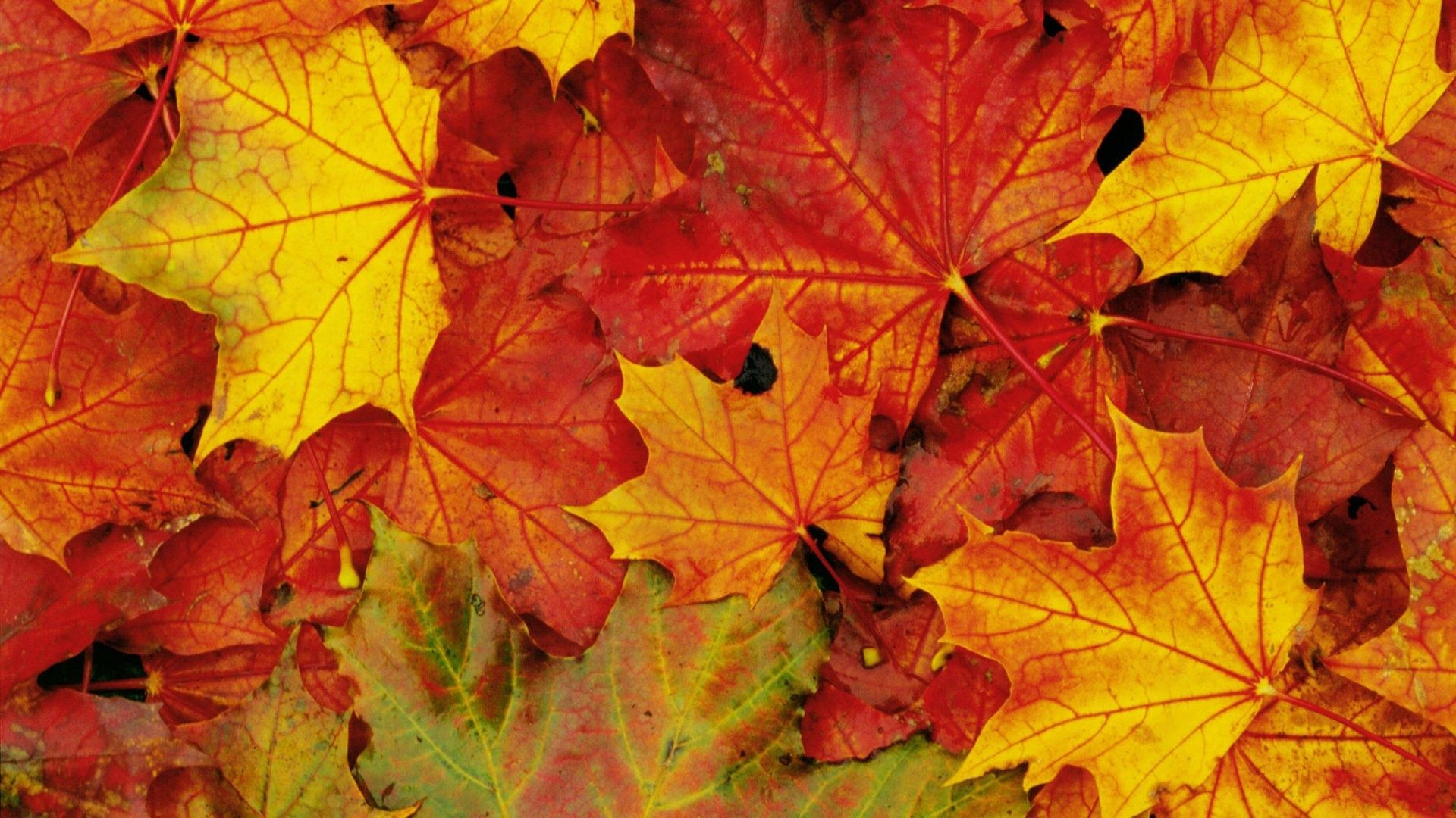 Foglie d'acero autunnali rosse gialle, 1920x1080 1080p, PC Desktop
