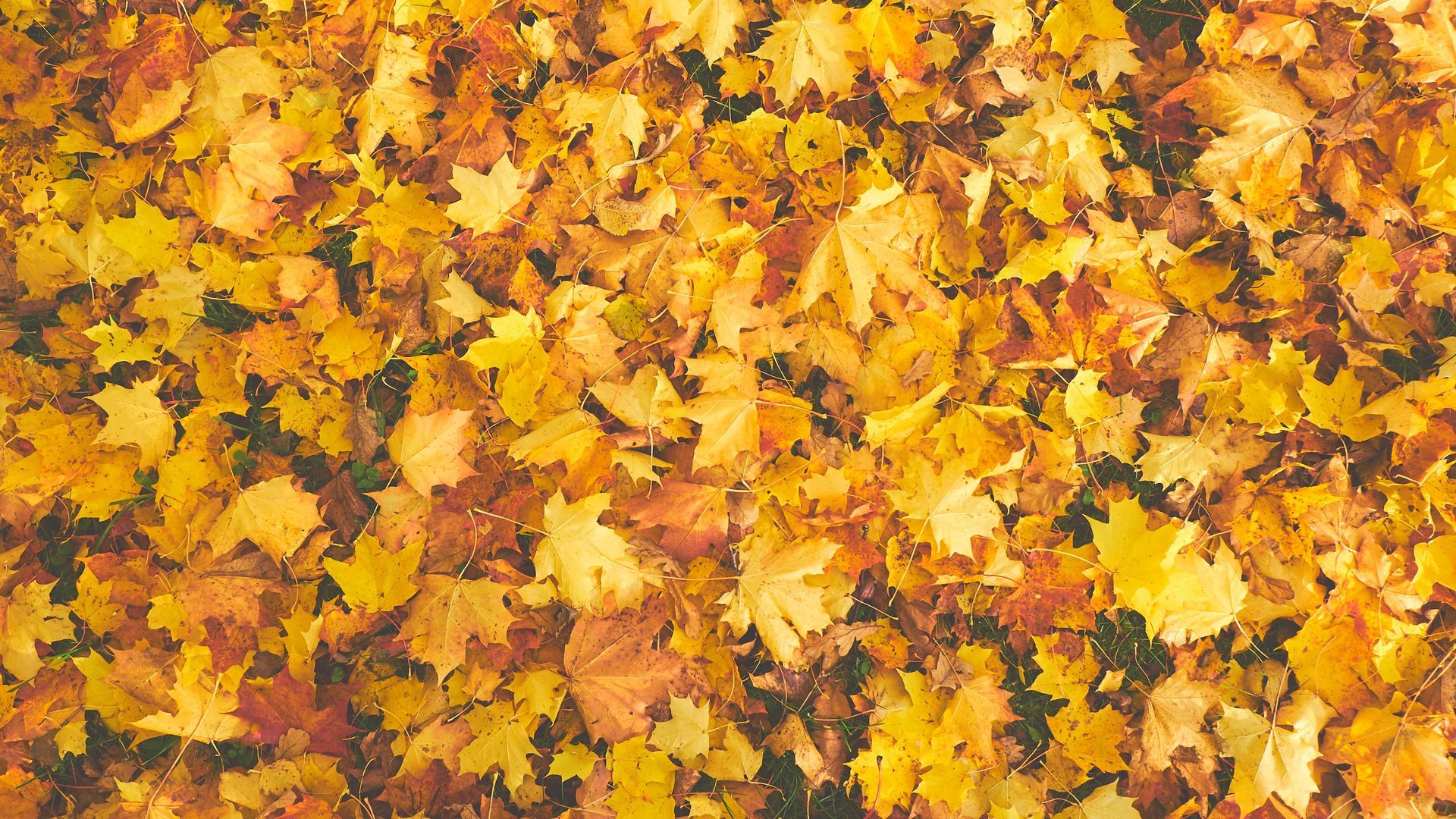 Foglie d'acero secche gialle, 1920x1080 1080p, PC Desktop