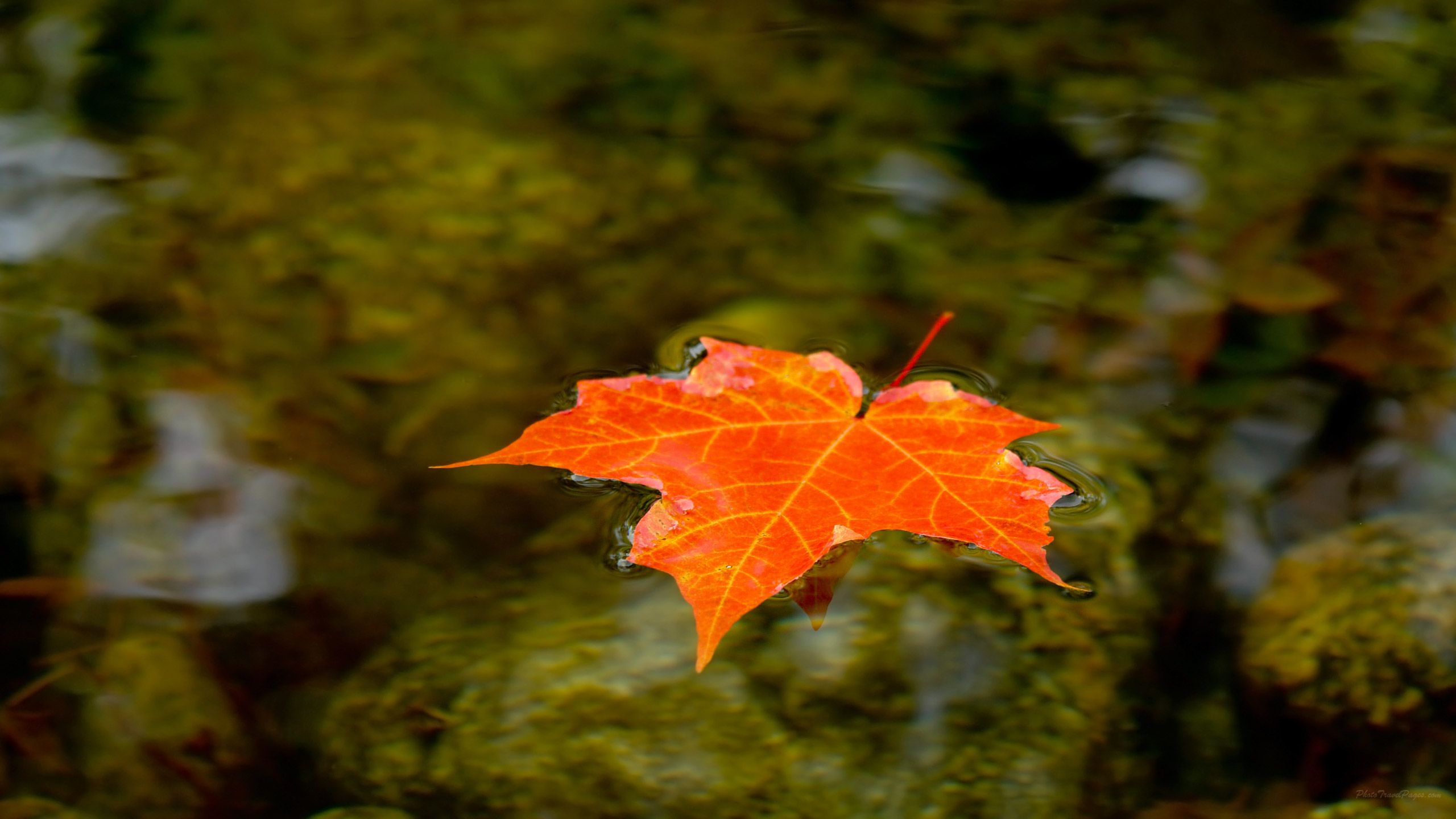 Foglia d'acero arancione su acqua, 2560x1440 QHD, Laptop