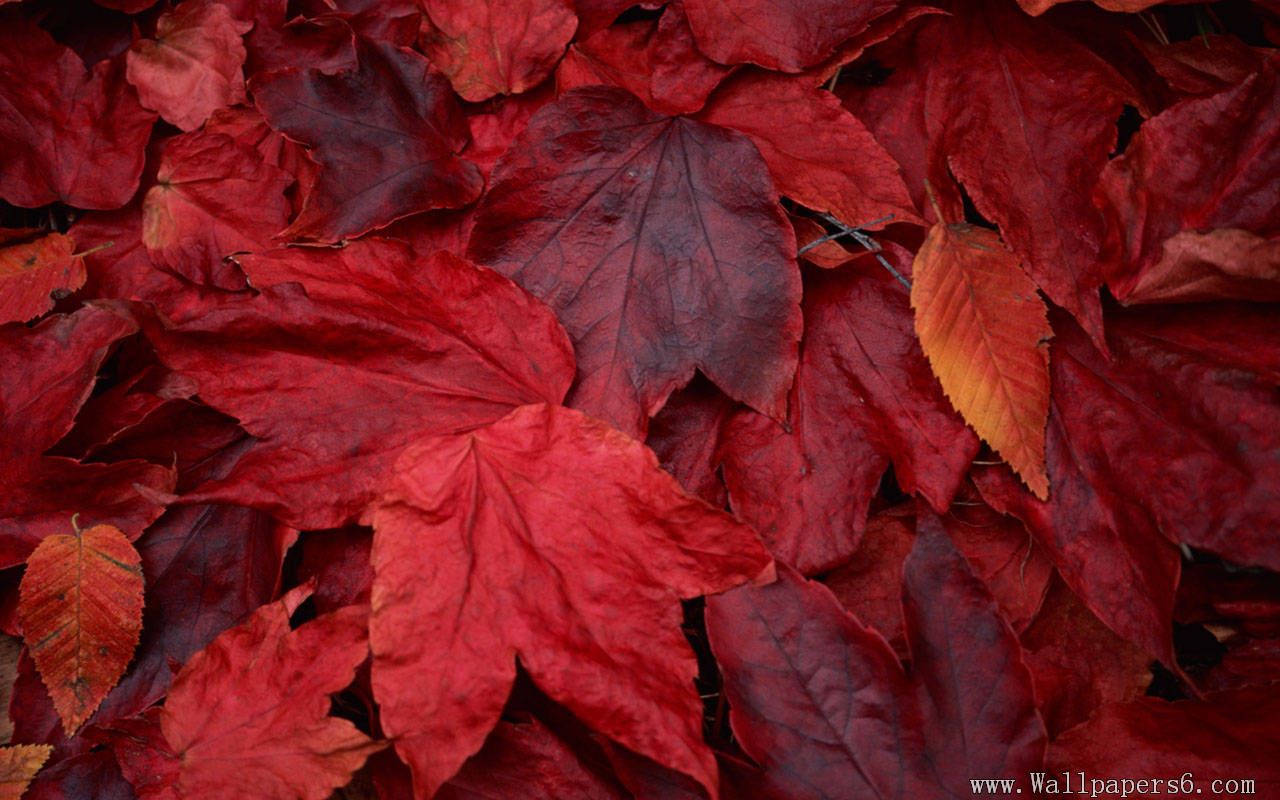 Foglie d'acero rosse autunnali, 1280x800 720p, PC