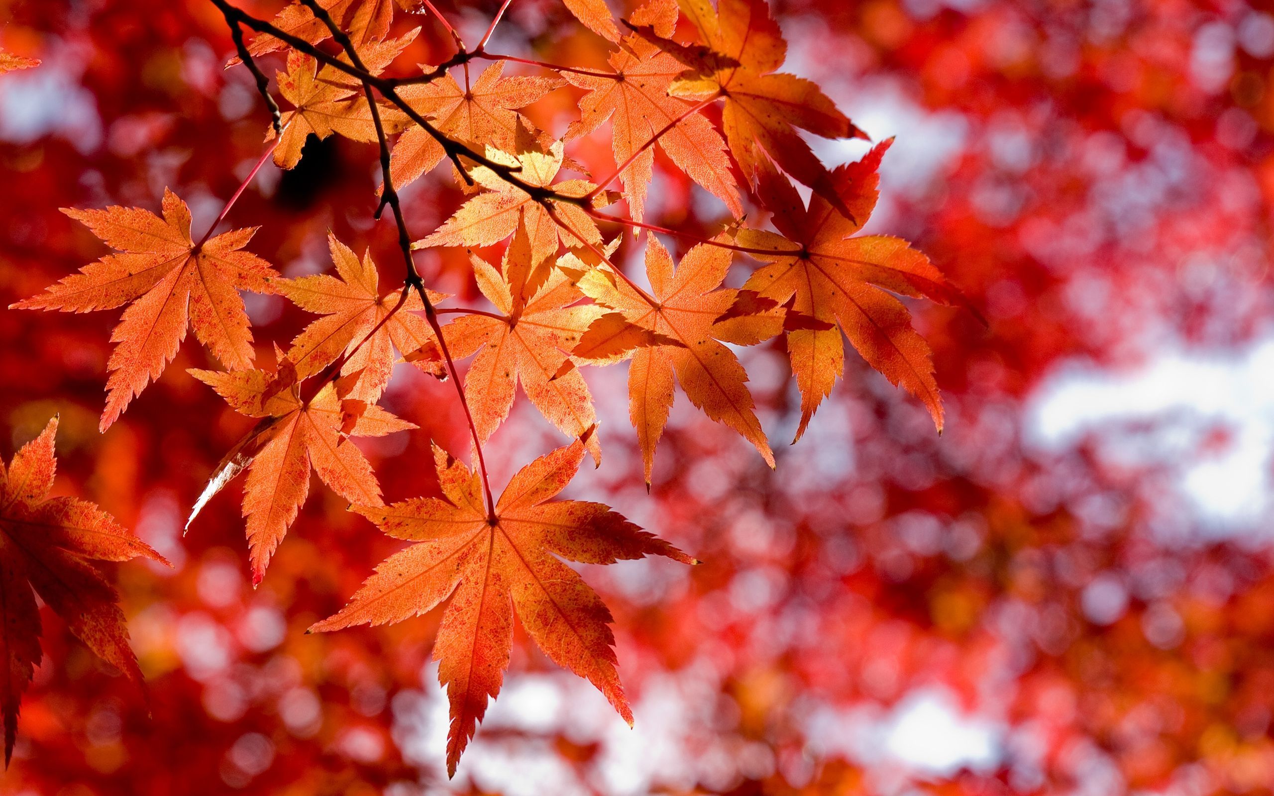 Foglie d'acero rosse autunnali, 2560x1600 WQXGA, MacBook Pro