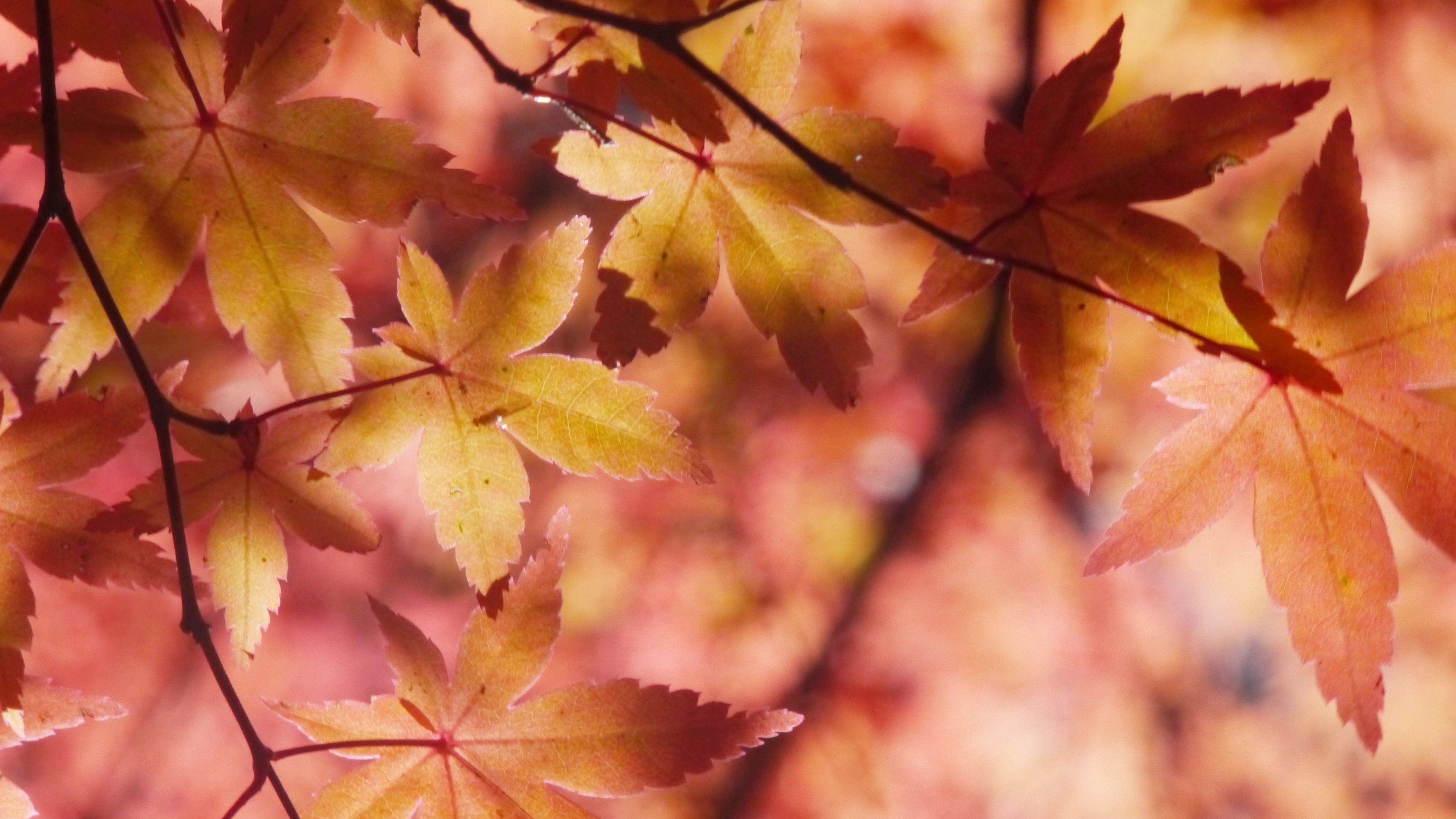 Foglie d'acero autunnali arancioni, 3840x2160 4K, Desktop 4K