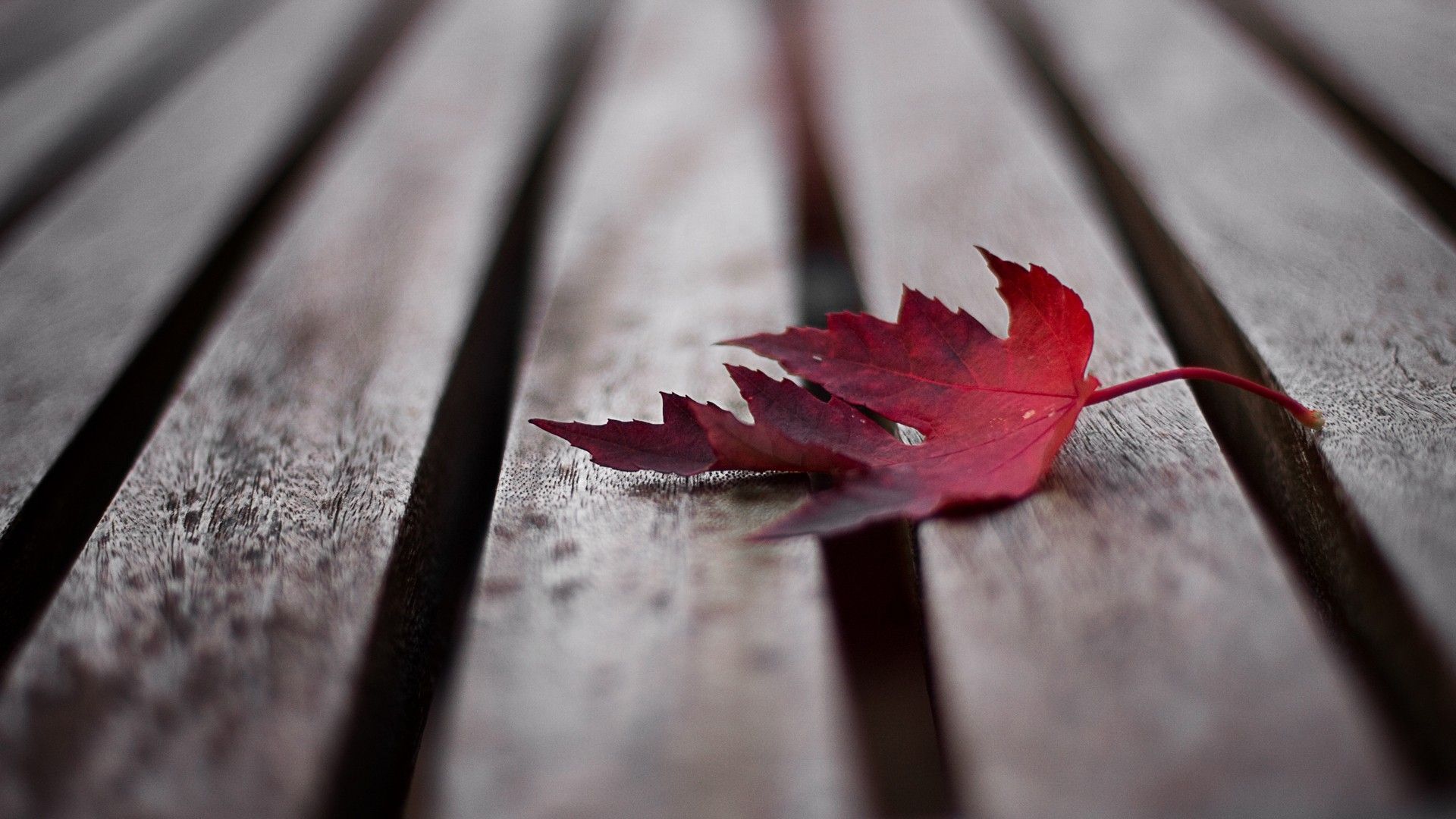 Foglia d'acero rossa su legno, 1920x1080 1080p, Laptop
