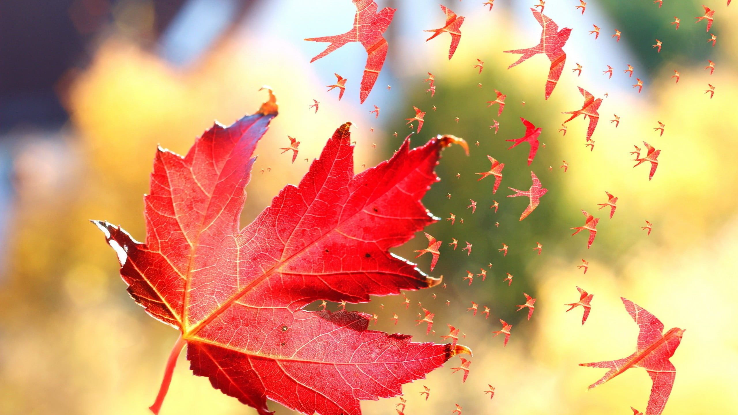 Foglia d'acero rossa autunnale, 2560x1440 1440p, Desktop