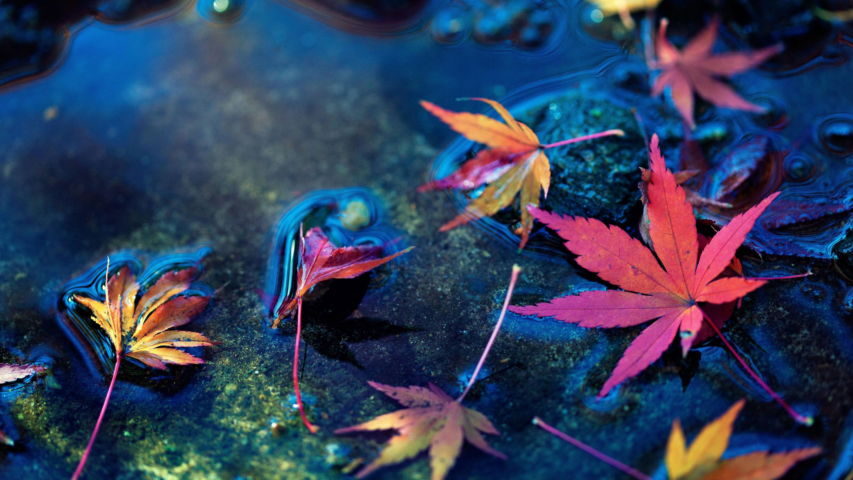 Foglie d'acero colorate su acqua, 5616x3159 4K, Desktop 4K