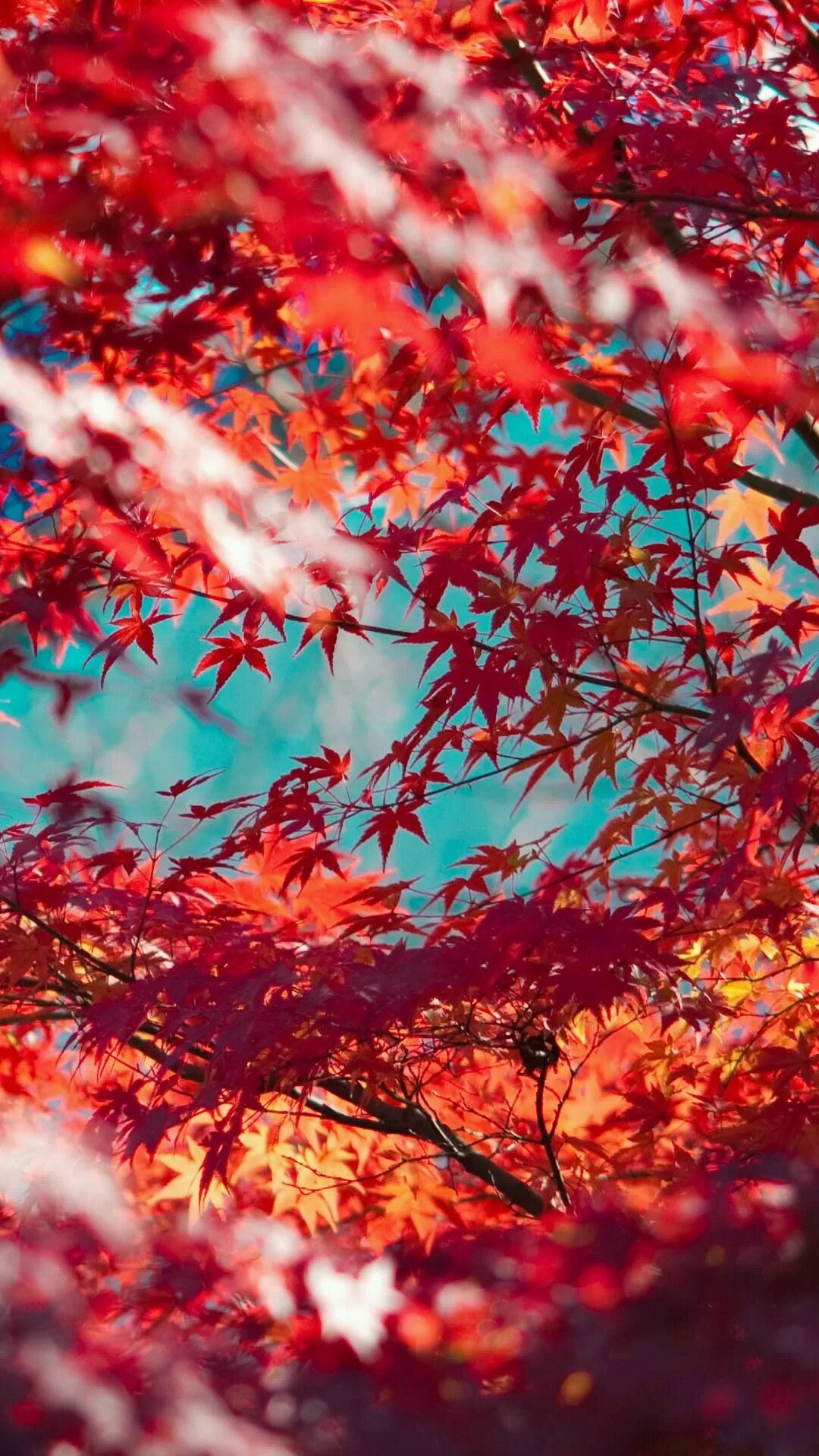 Foglie d'acero rosse autunnali, 1080x1920 Full HD Verticale, Samsung Galaxy