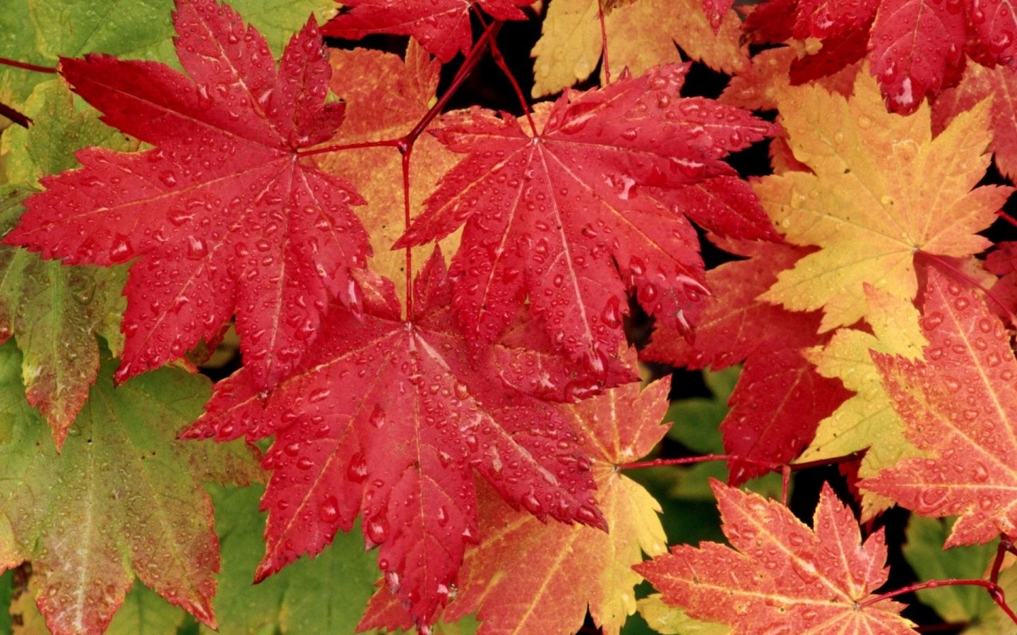 Foglie d'acero rosse autunnali con gocce, 1440x900 720p, PC