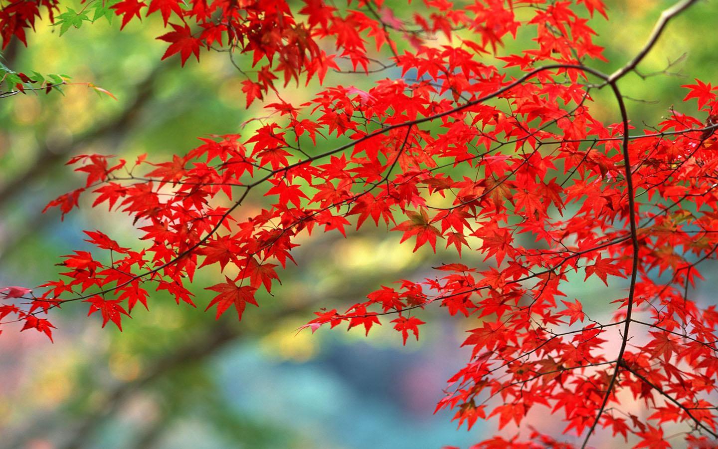 Foglie d'acero rosse autunnali, 1440x900 720p, Laptop