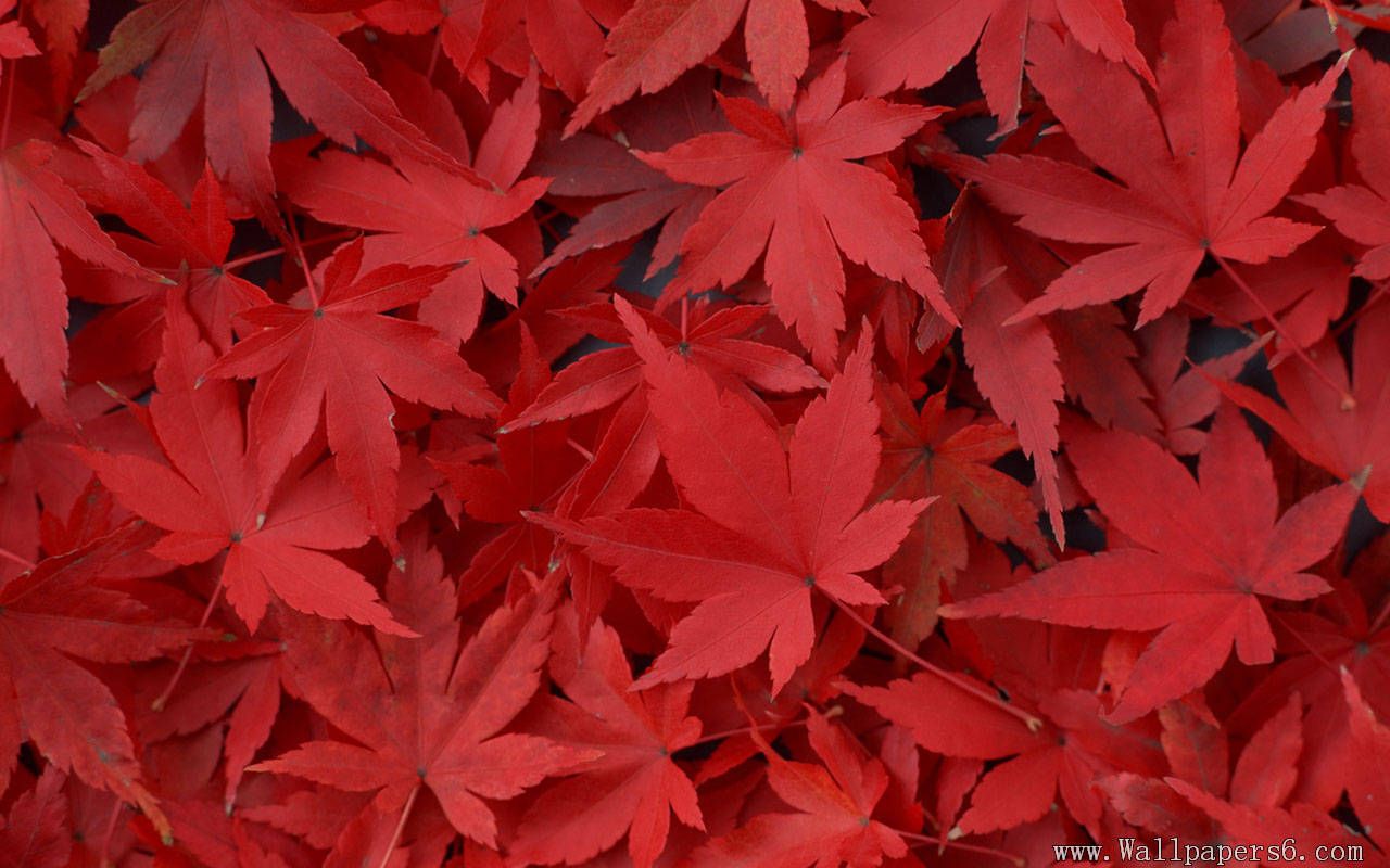 Foglie d'acero rosse autunnali, 1280x800 720p, Laptop