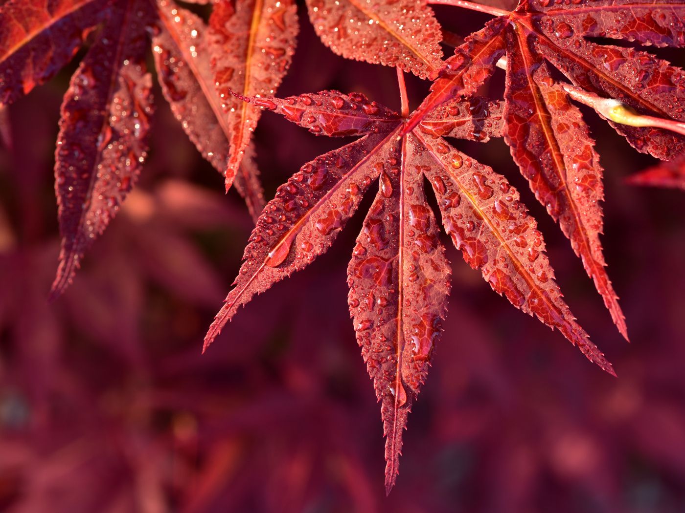Foglie d'acero rosse con gocce, 1400x1050 720p, PC