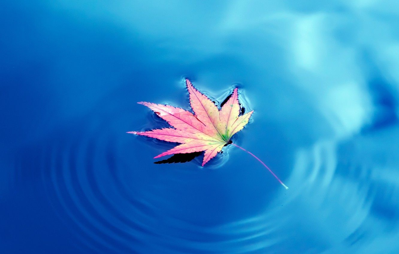 Foglia d'acero rosa su acqua blu, 1332x850 720p, Laptop