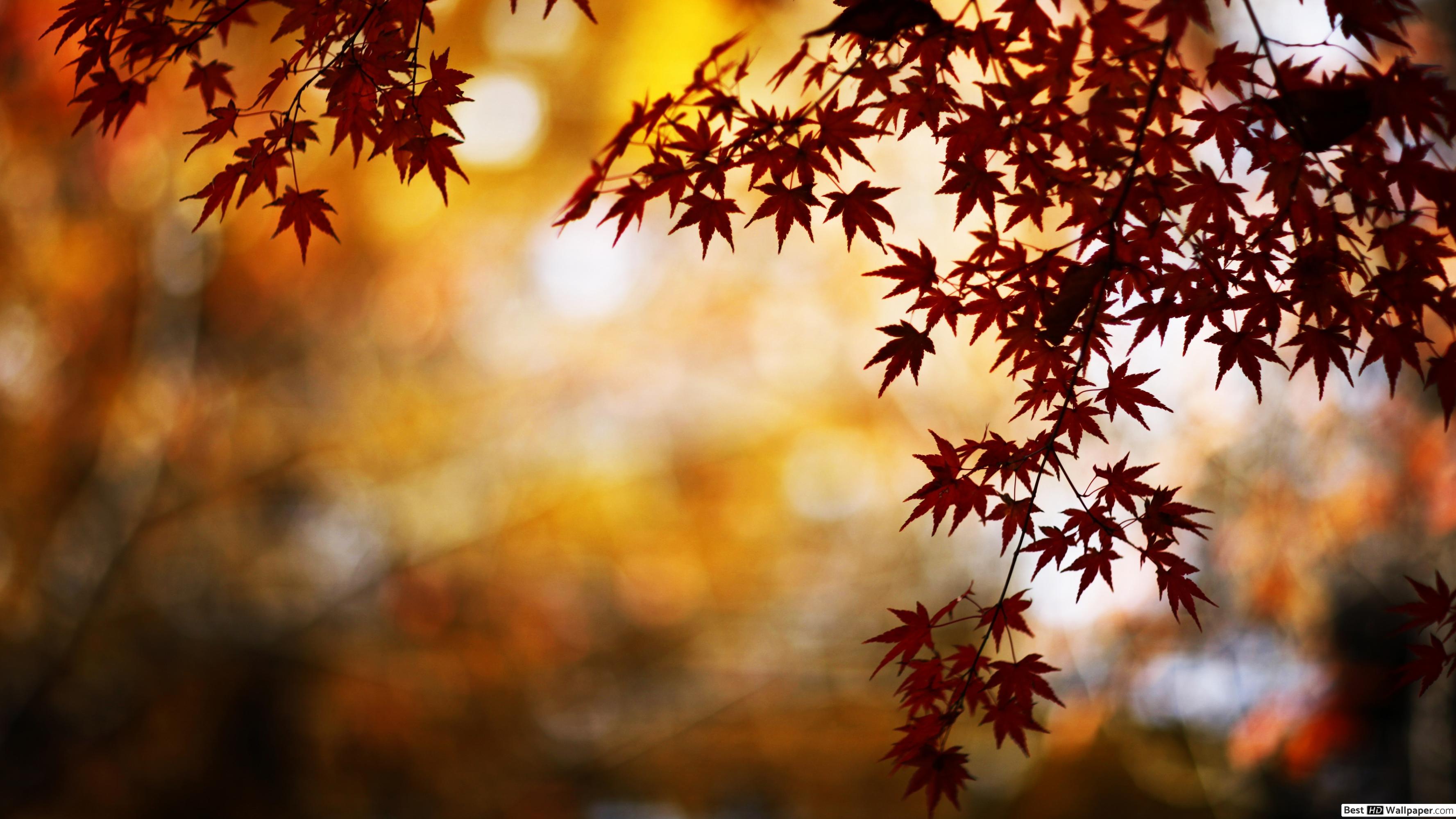 Foglie d'acero rosse autunno, 3554x1999 WQXGA, Desktop