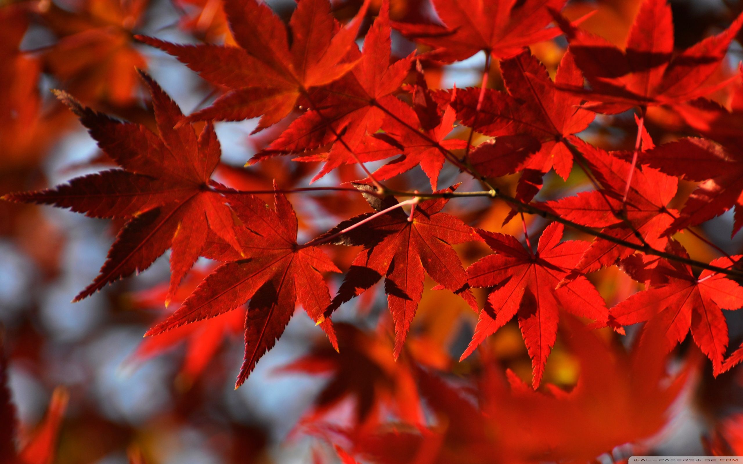Foglie rosse d'acero giapponese, 2560x1600 2K+, Desktop