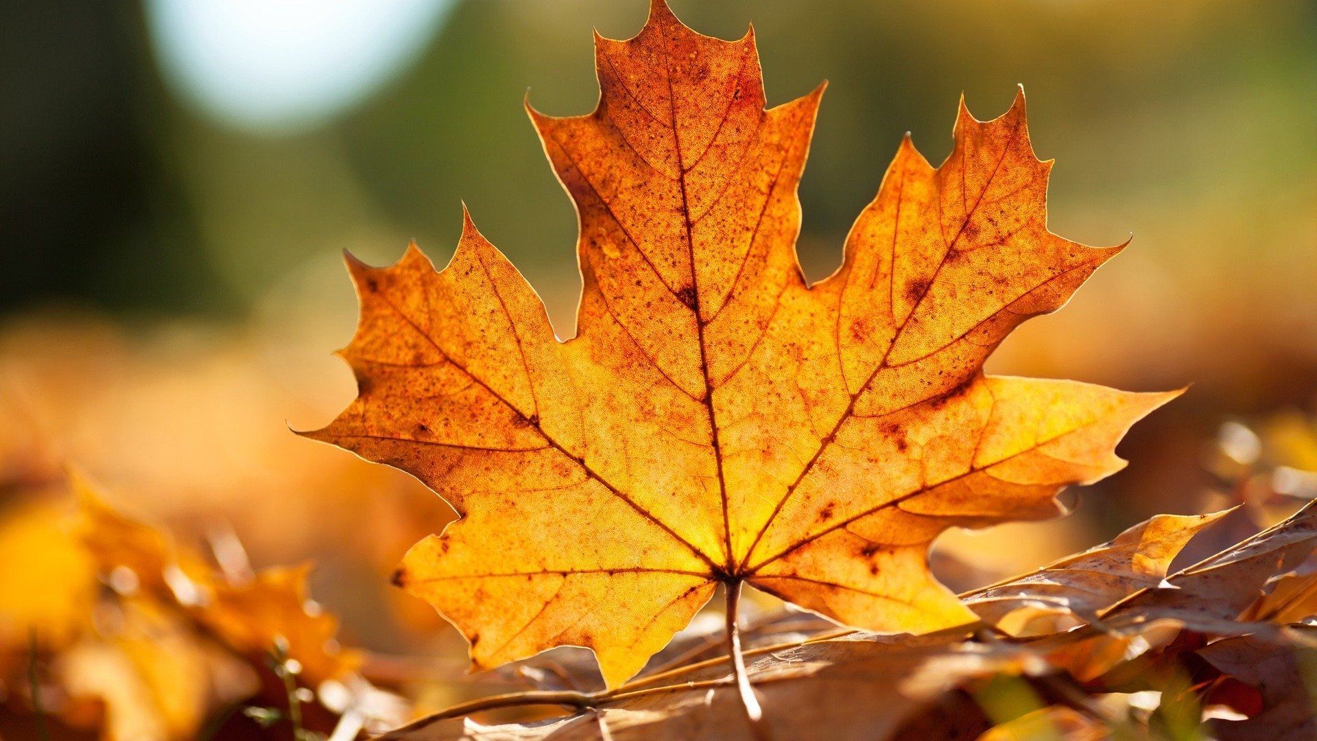 Foglia d'acero autunnale arancione, 1920x1080 Full HD, Desktop