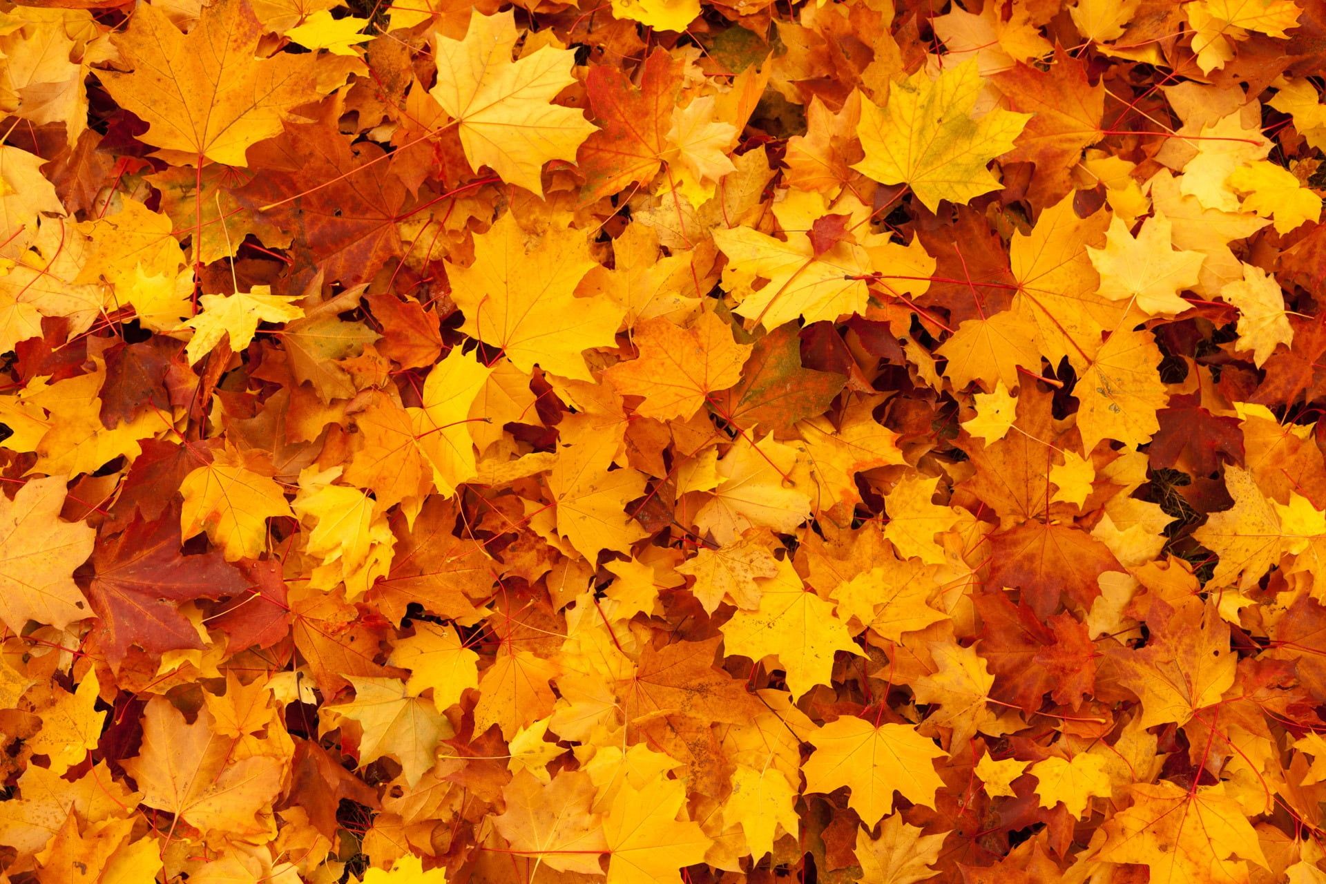 Foglie d'acero gialle autunnali, 1920x1280 Full HD+, Desktop
