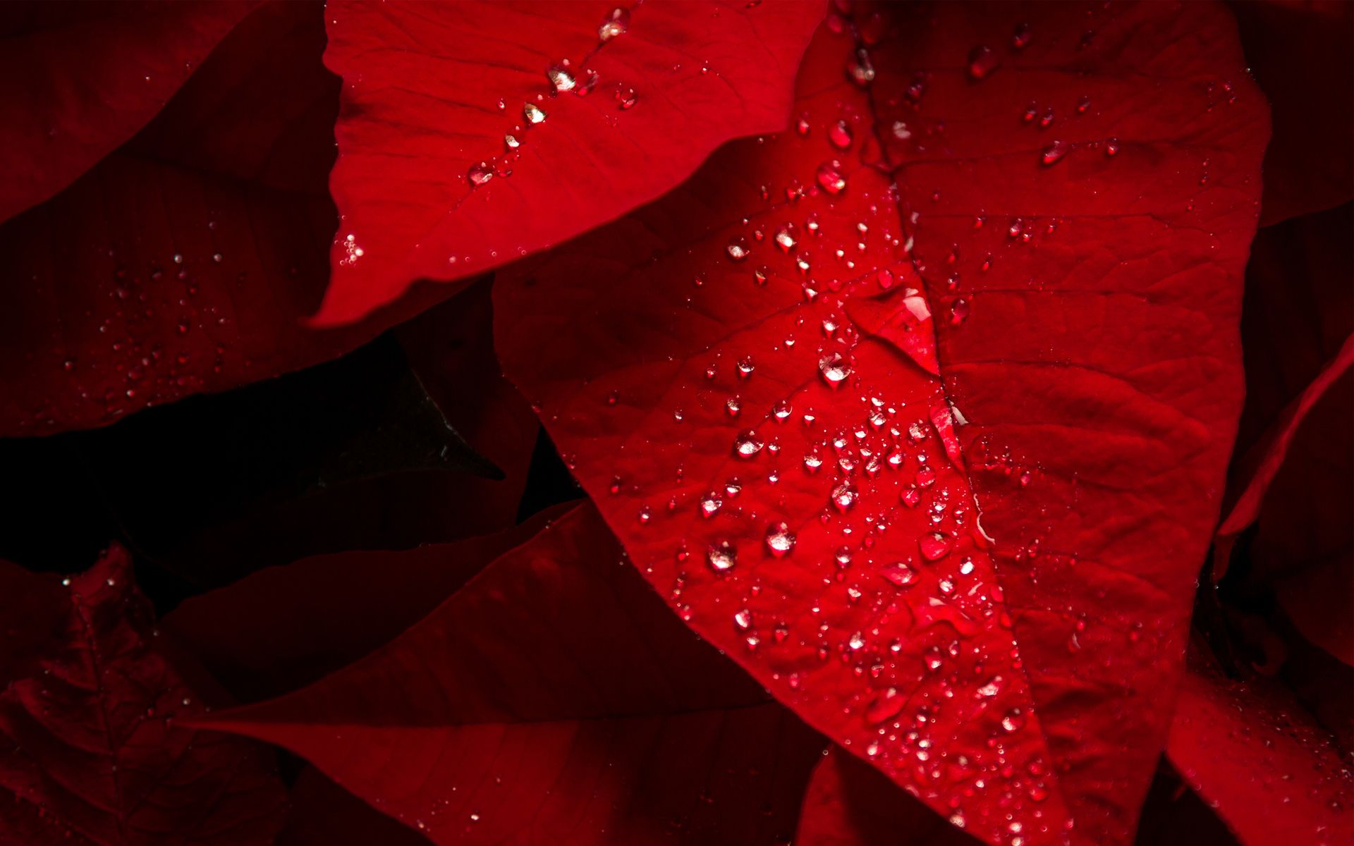 Foglie rosse con gocce d'acqua, 1920x1200 Full HD+, Desktop