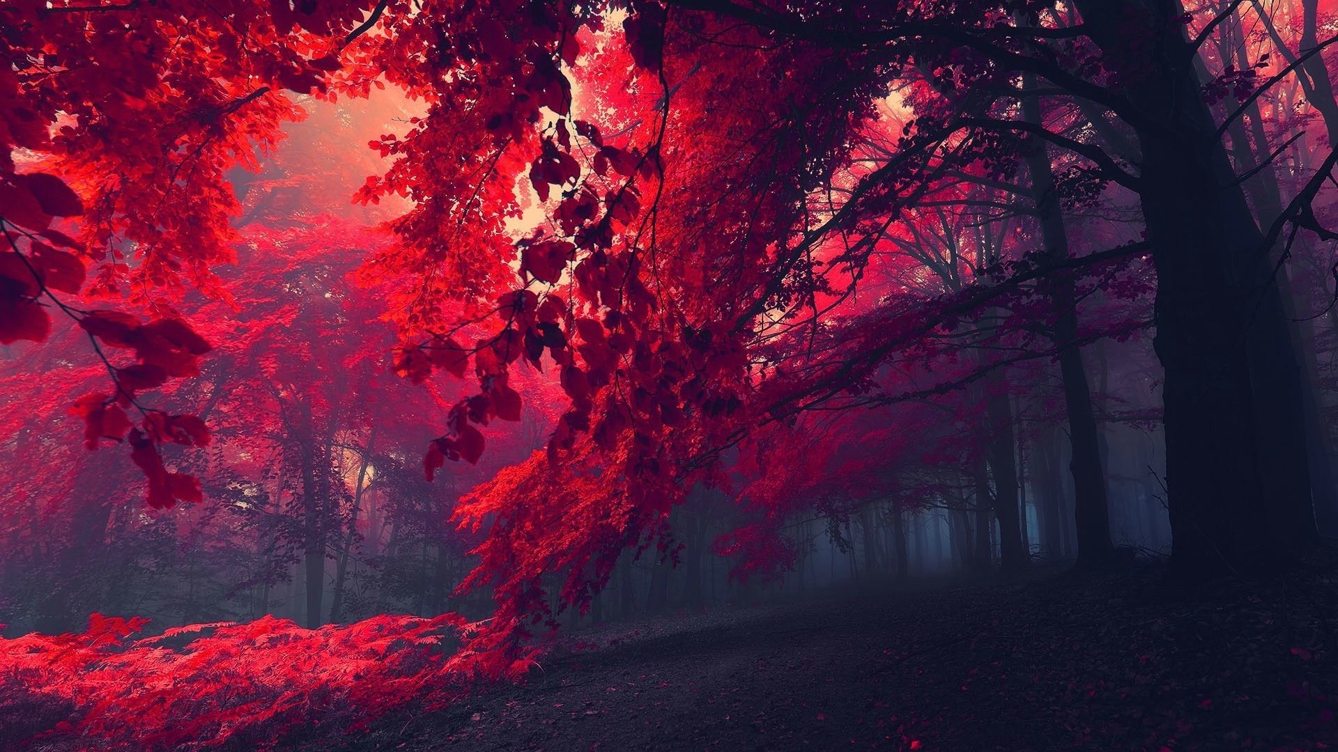 Foglie rosse foresta nebbiosa, 1920x1080 Full HD, PC Desktop