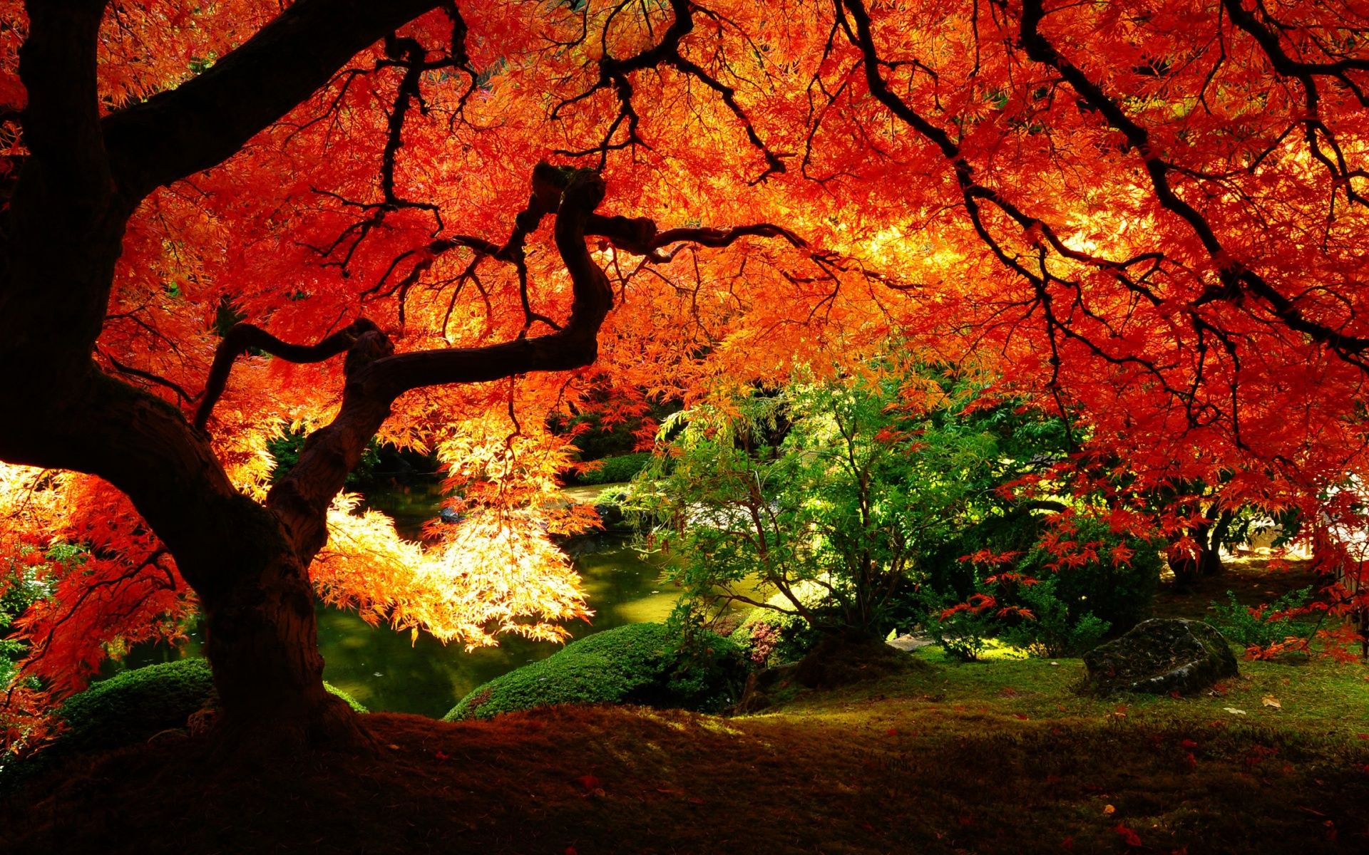 Albero autunnale foglie rosse, 1920x1200 WUXGA, Desktop
