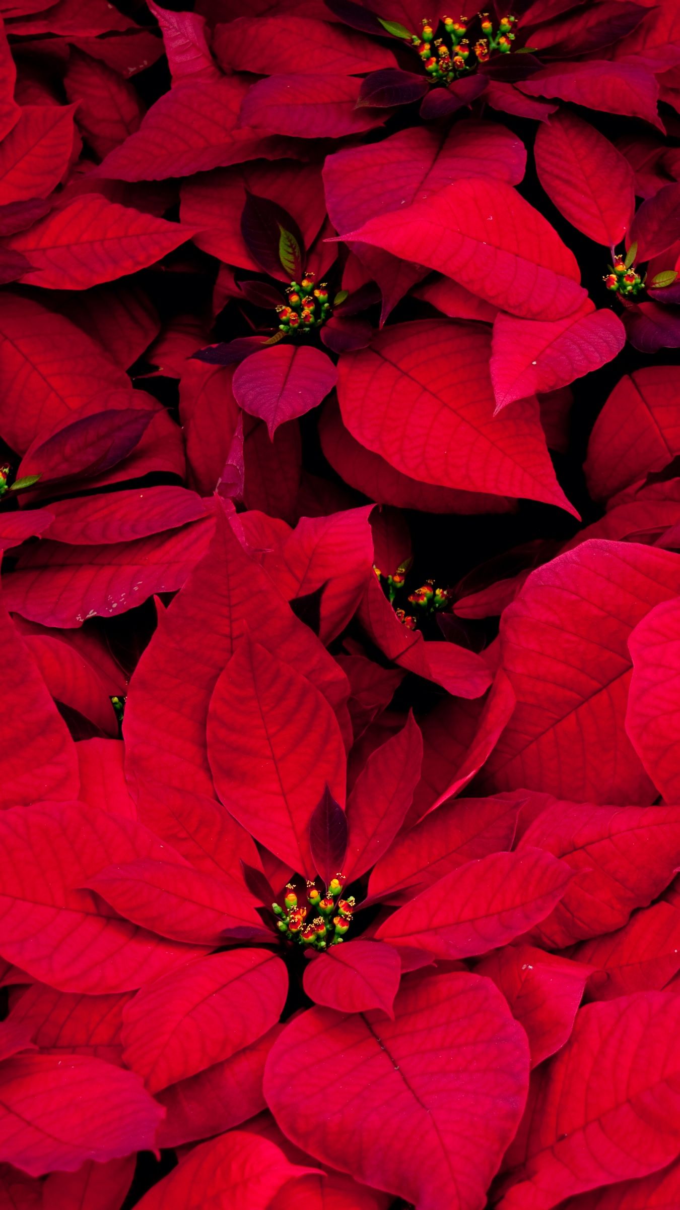 Fiori poinsettia rossi, 1350x2400 Full HD Verticale, iPhone