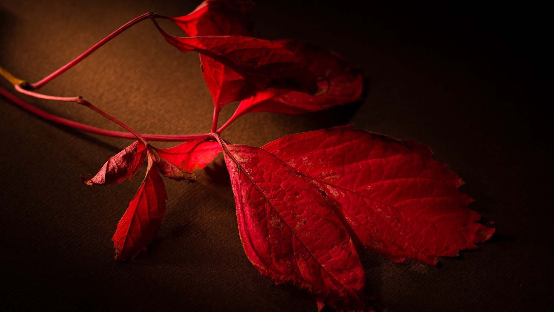 Foglie rosse su sfondo scuro, 1920x1080 Full HD 1080p, PC