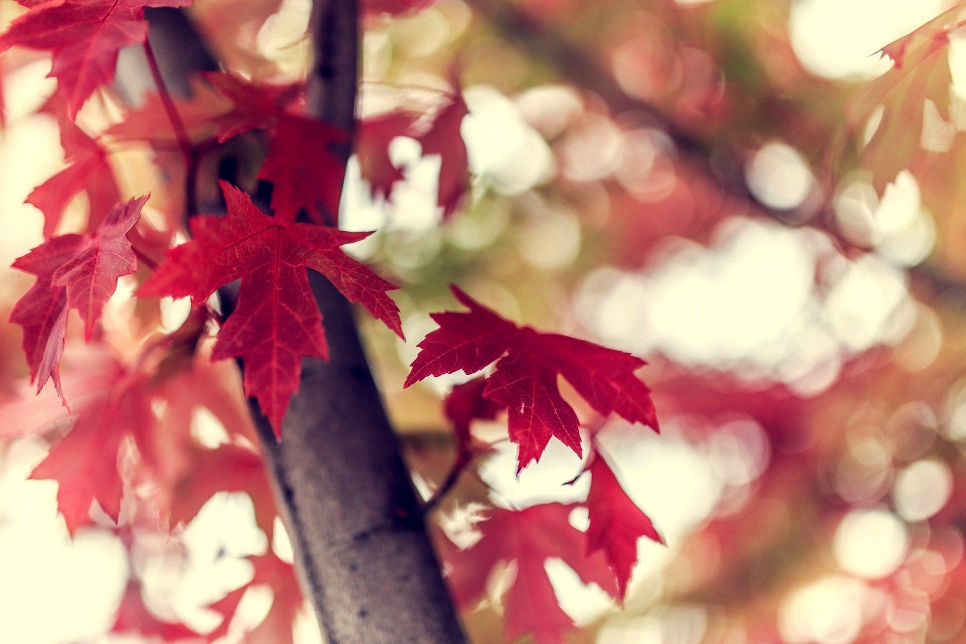 Foglie rosse d'acero autunno, 1920x1280 Full HD+, Desktop