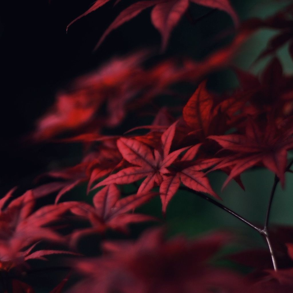 Foglie di acero rosse, 1024x1024 HD, Laptop
