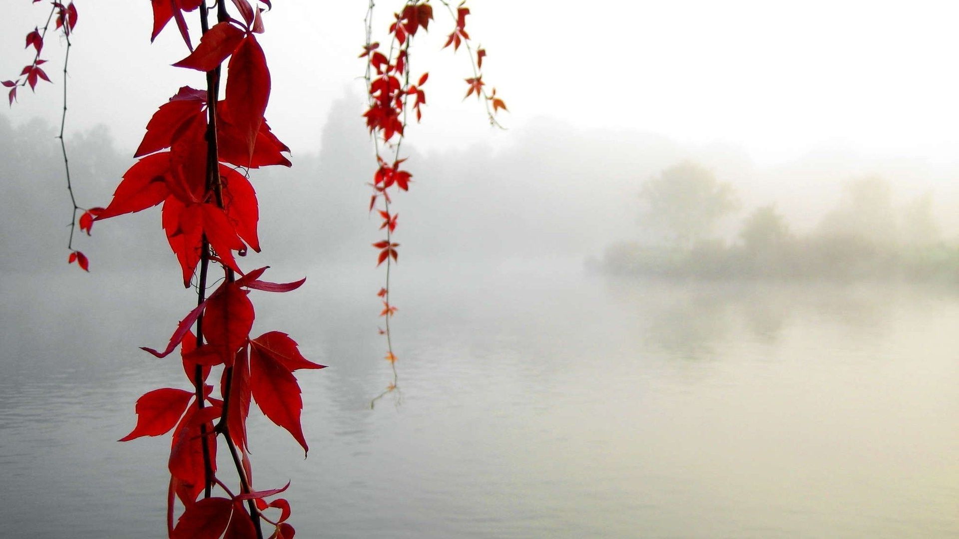 Foglie rosse su lago nebbioso, 1920x1080 1080p, Desktop