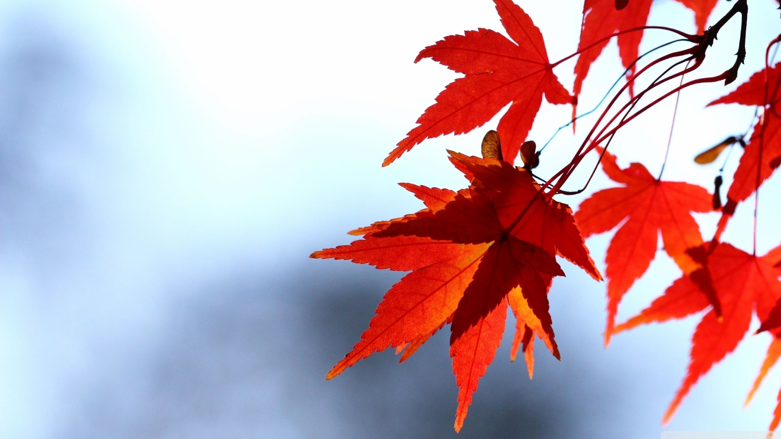 Foglie rosse acero autunno, 2560x1440 1440p, Monitor Gaming