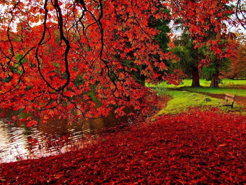 Foglie rosse autunnali sul lago, 1024x768 HD, PC
