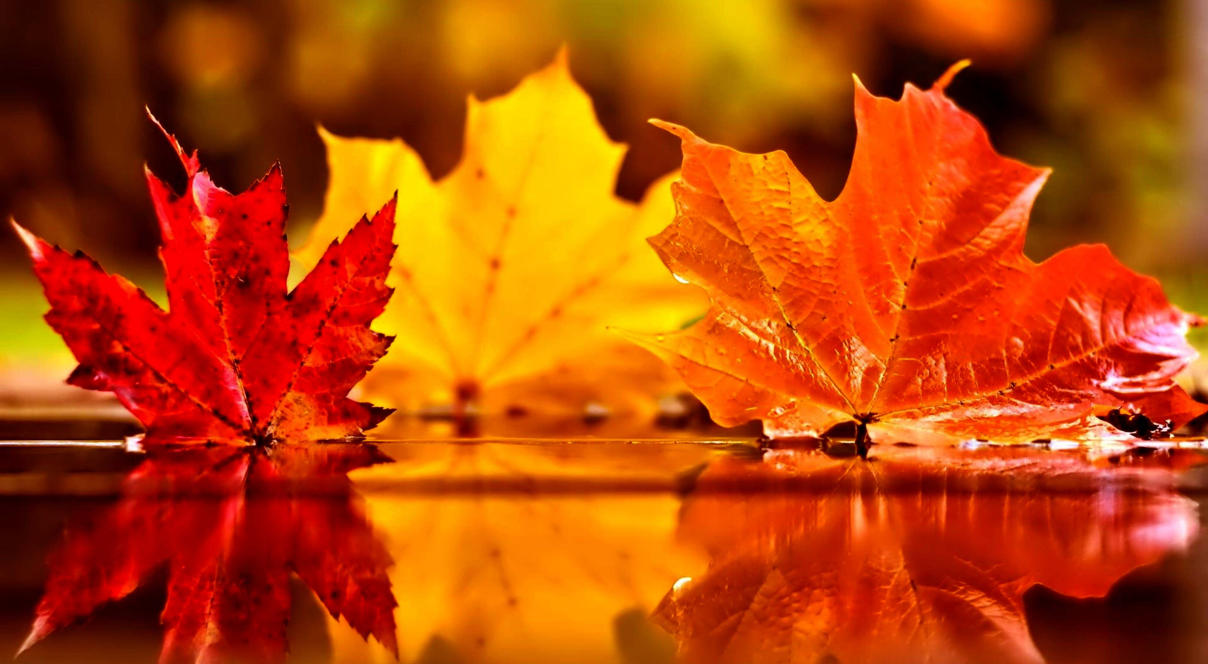 Foglie autunnali colorate riflesse, 3840x2112 UHD, PC 4K