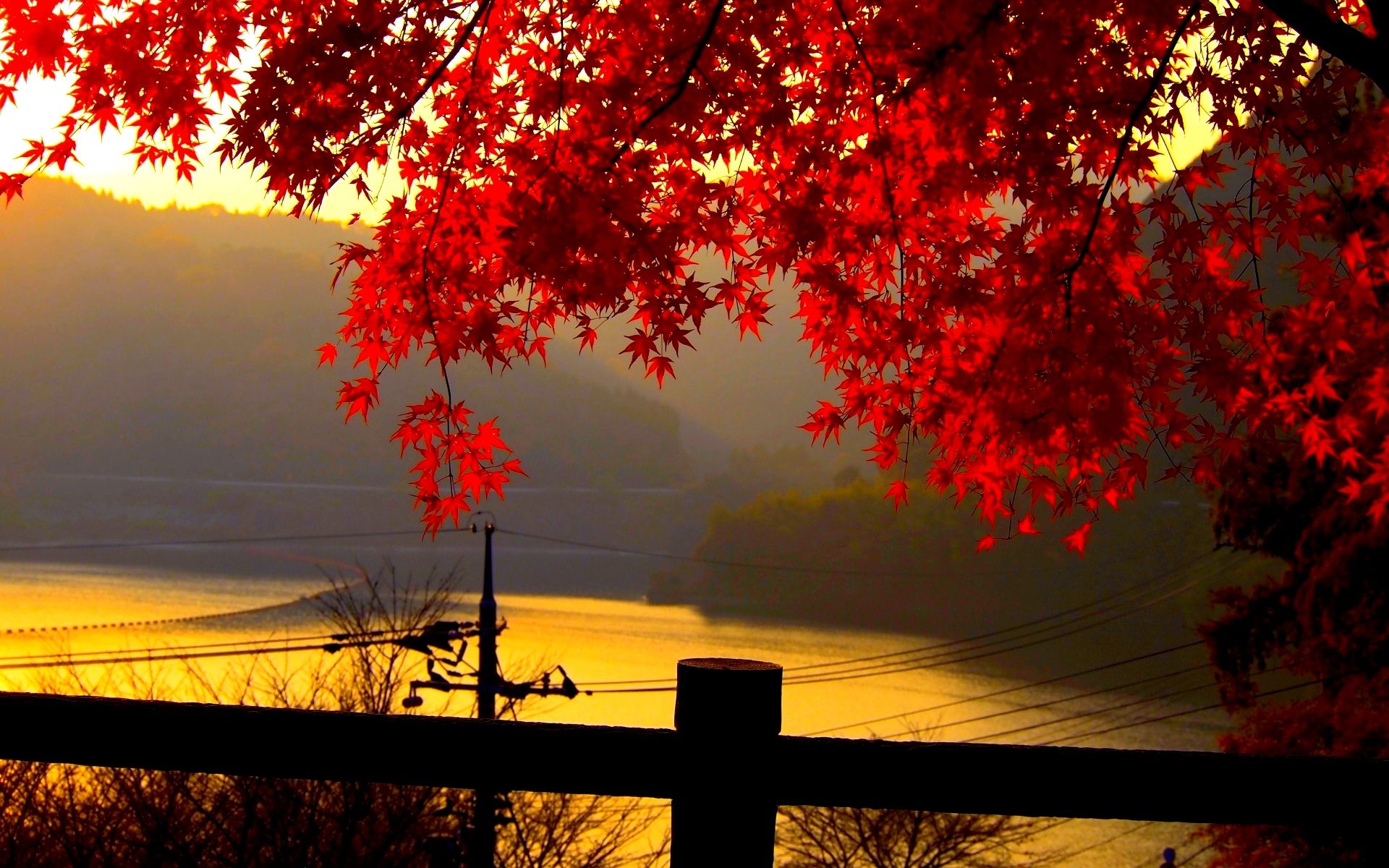 Foglie rosse acero tramonto, 1920x1200 WUXGA, iMac