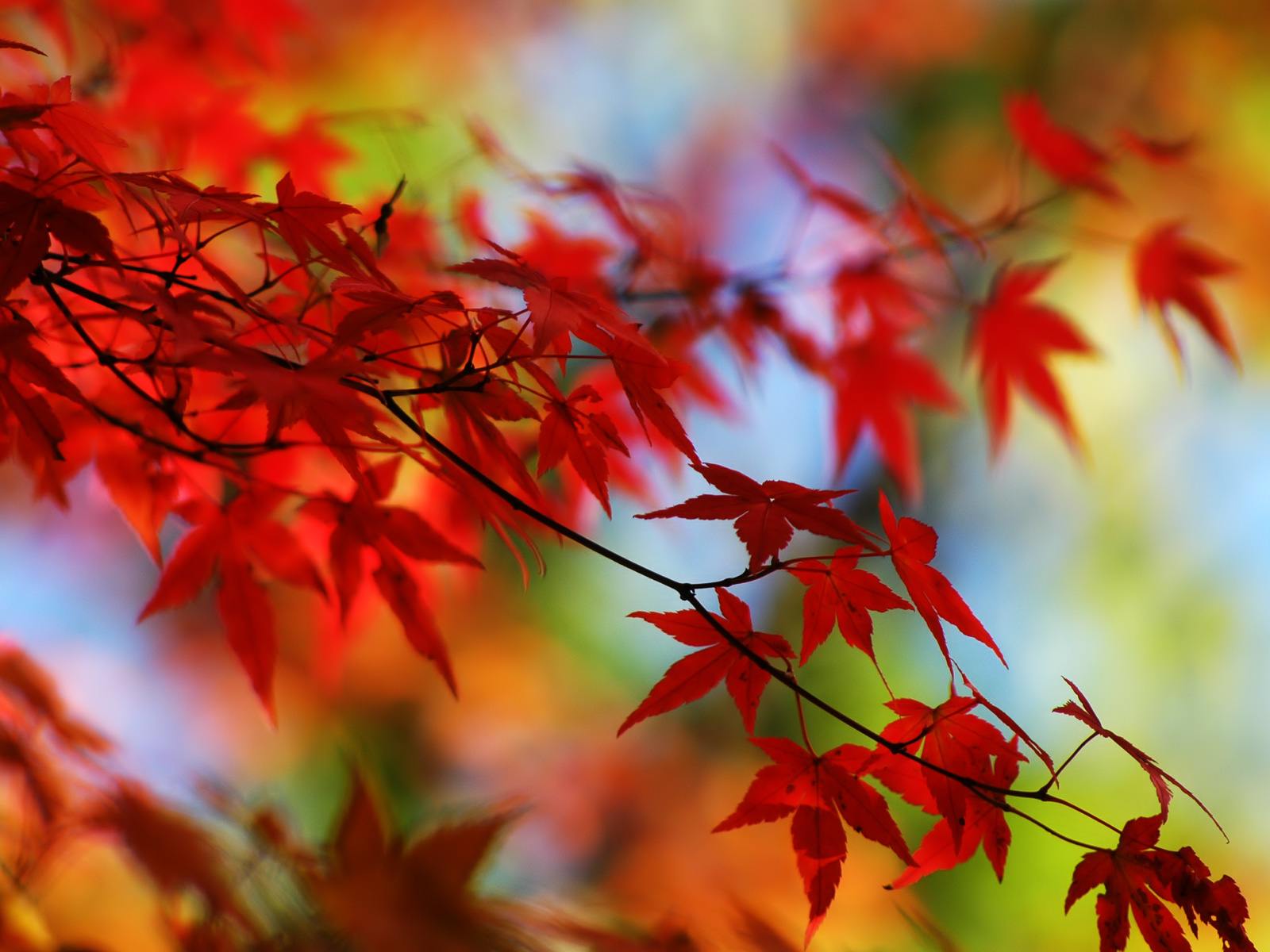 Foglie di acero rosse autunnali, 1600x1200 900p, Desktop