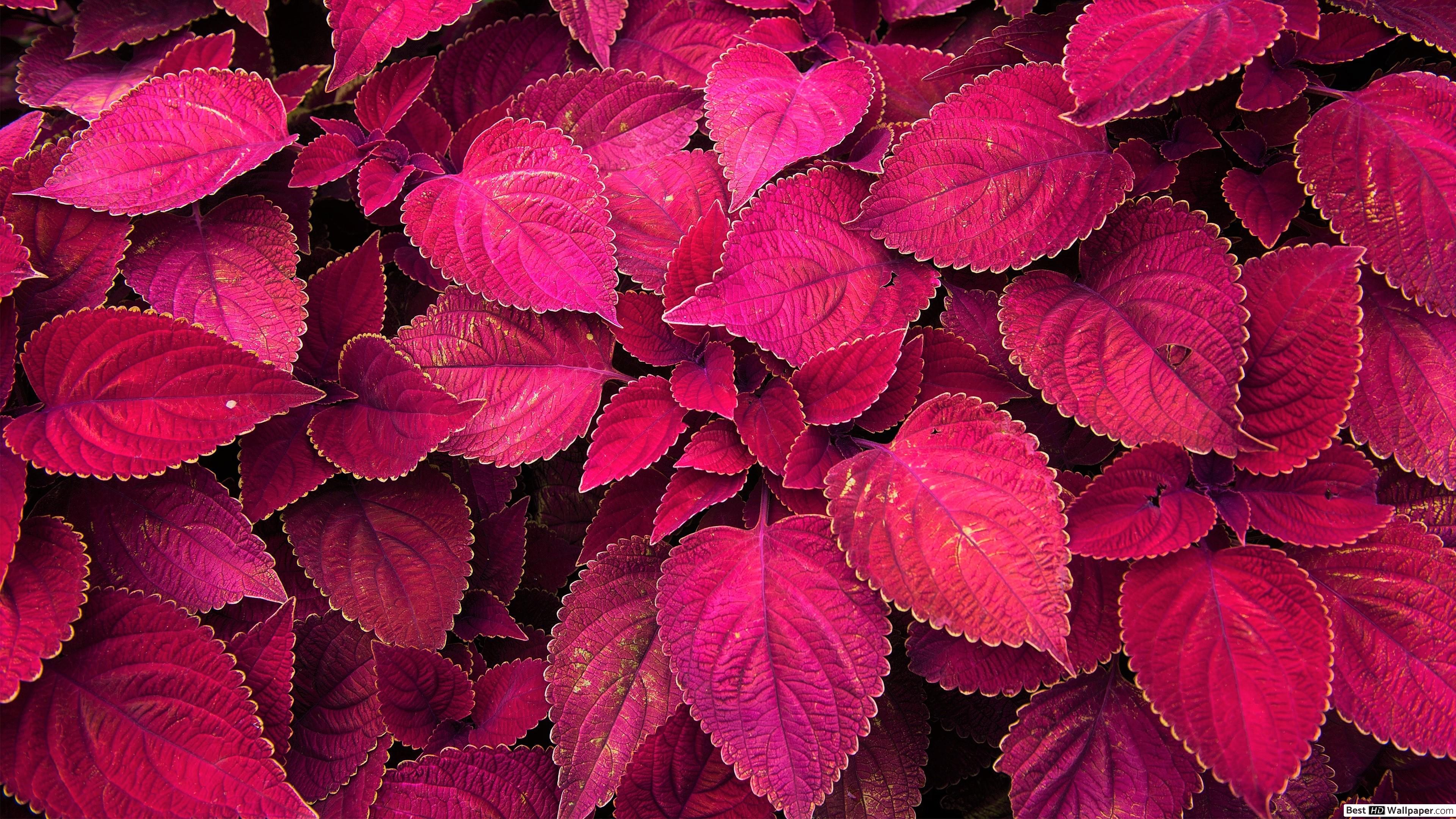 Foglie rosse fucsia intense, 3840x2160 4K Ultra HD, Monitor 4K