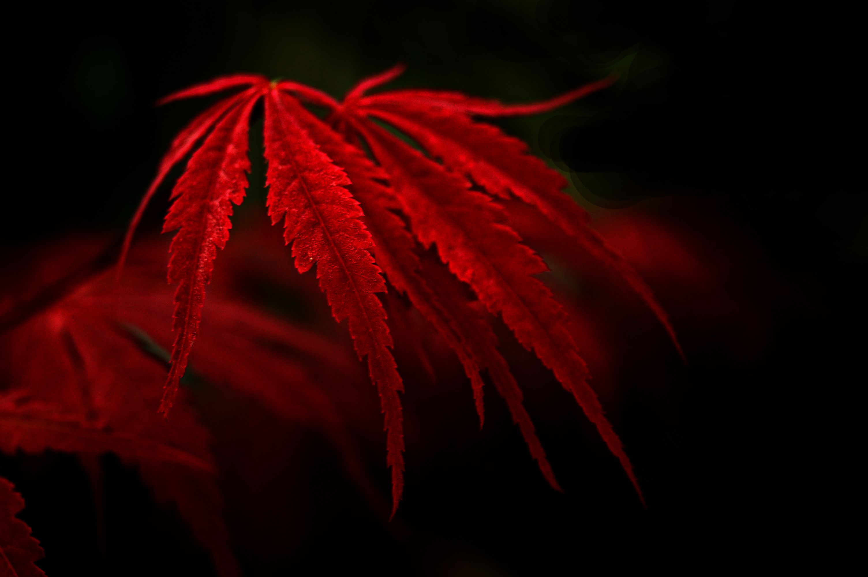 Foglie rosse acero giapponese, 3008x2000 2K+, Desktop