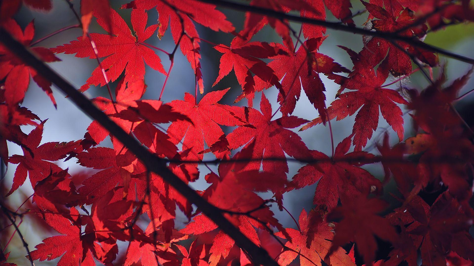 Foglie di acero rosse, 1920x1080 Full HD, PC