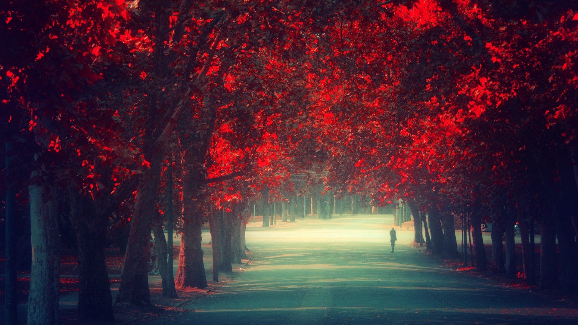 Viale alberi foglie rosse autunno, 1920x1080 Full HD, Desktop
