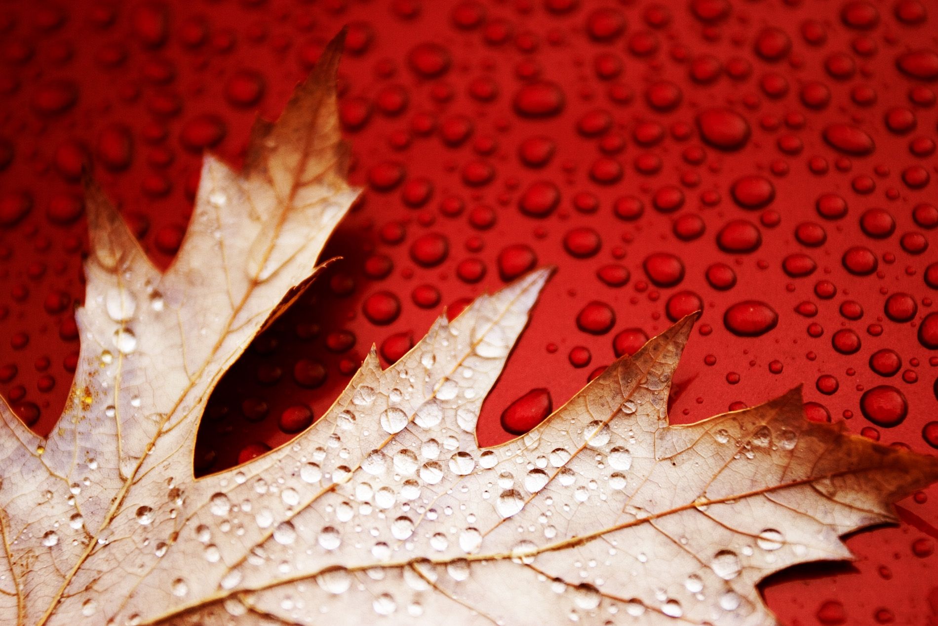 Foglia bagnata su rosso, 1900x1267 HD Ready, Laptop