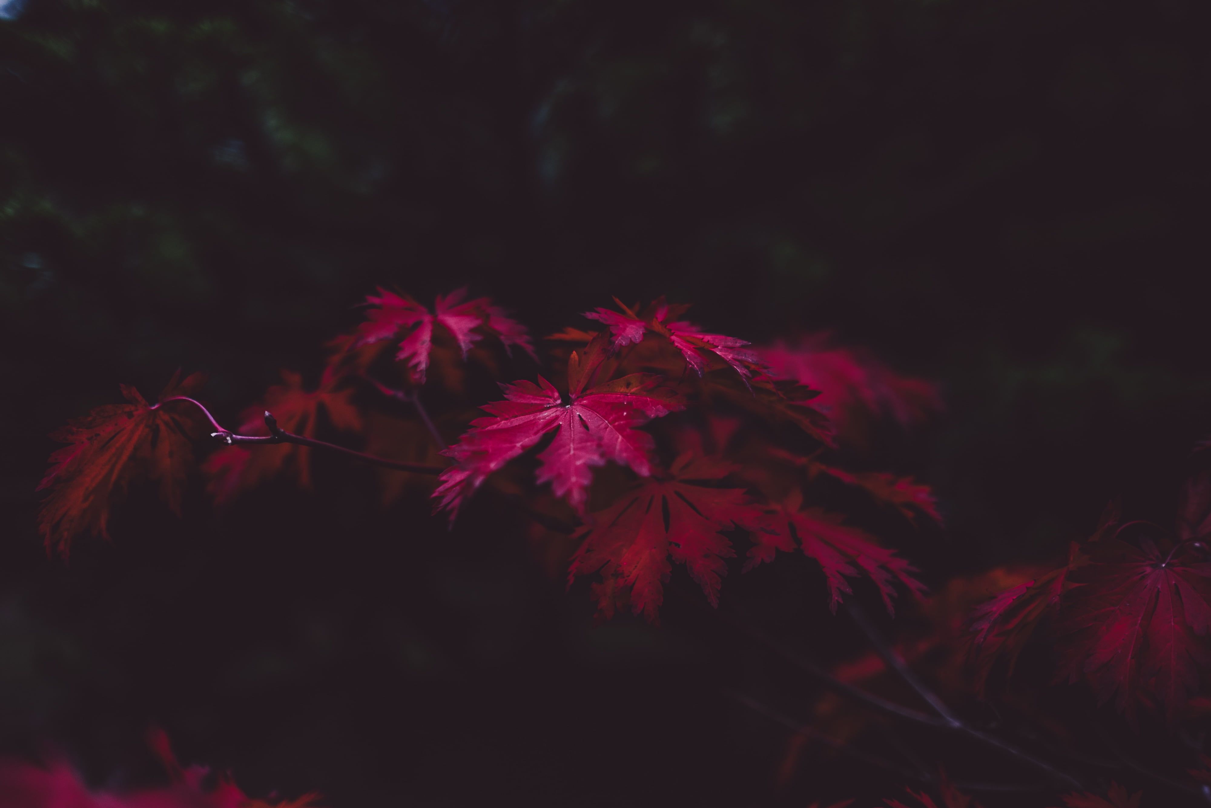 Foglie di acero rosse, 4000x2667 UHD, Monitor 4K