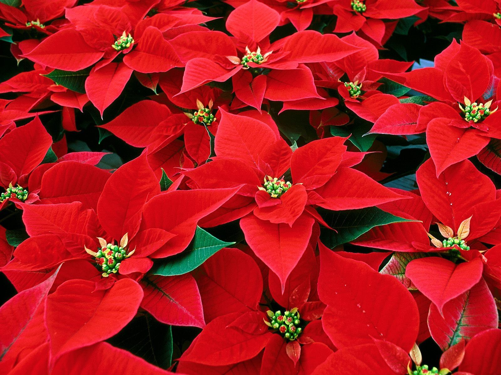 Foglie rosse di stella di Natale, 1600x1200 HD, ROG Asus Laptop