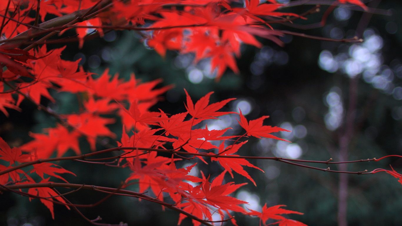 Foglie rosse d'acero autunnali, 1366x768 HD, Desktop