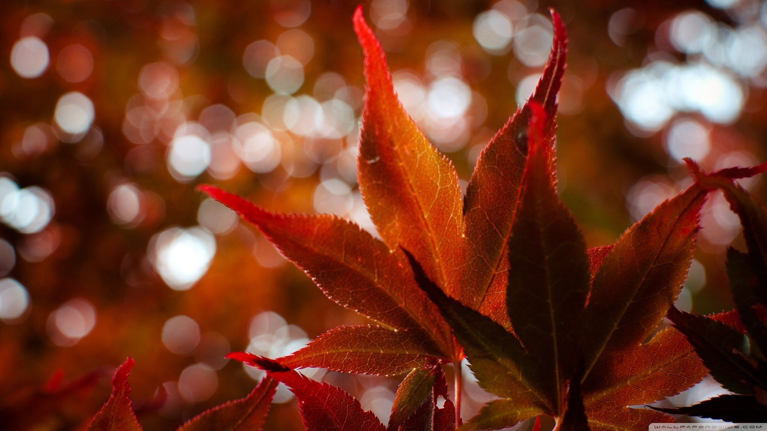 Foglie rosse d'acero autunnali, 2560x1440 2K QHD, PC