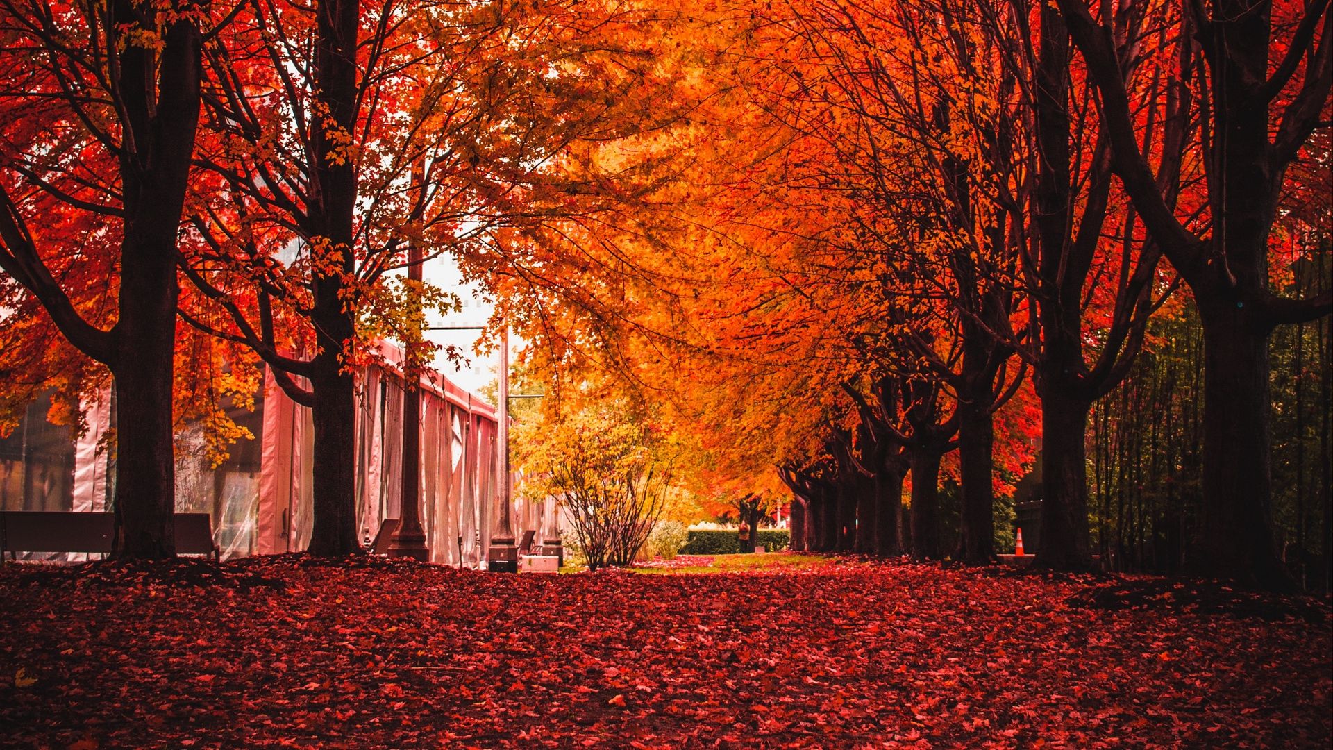 Foglie rosse autunnali nel parco, 1920x1080 Full HD 1080p, Desktop