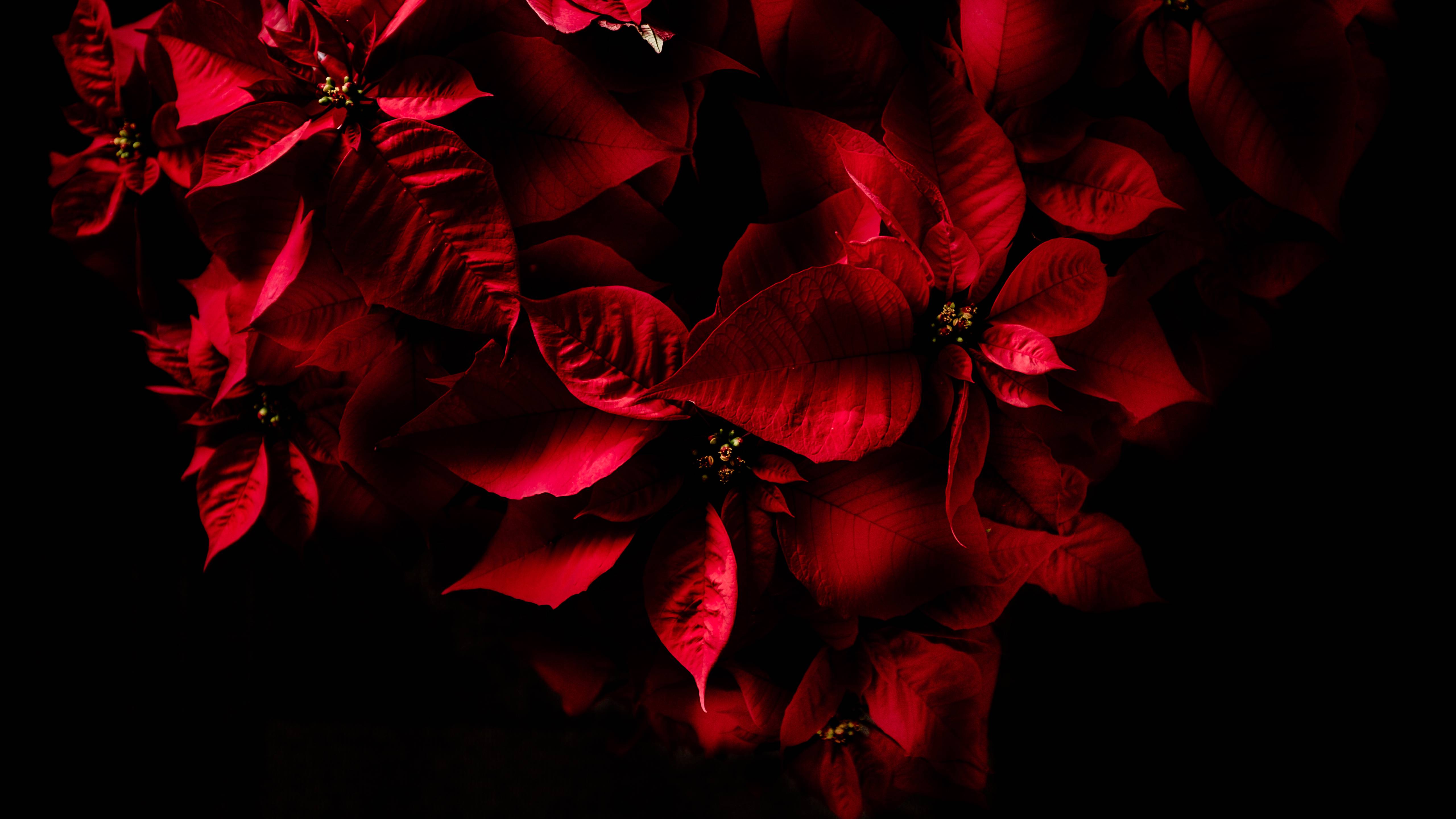 Foglie rosse su sfondo nero, 5120x2880 Ultra HD, 4K TV
