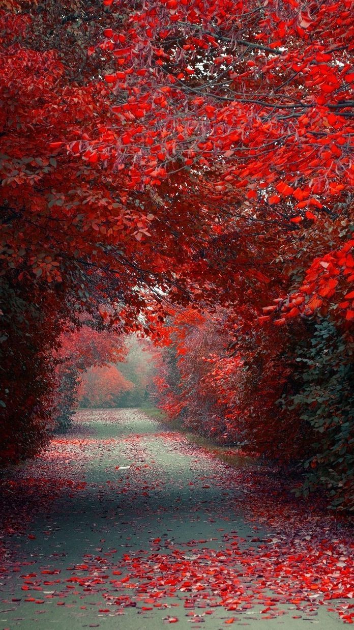 Sentiero autunnale foglie rosse, 696x1238 Verticale, Mobile