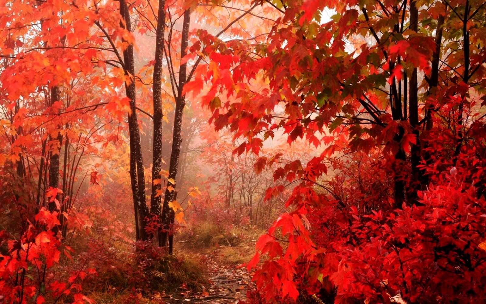 Foresta autunnale con foglie rosse, 1600x1000 HD Ready, PC